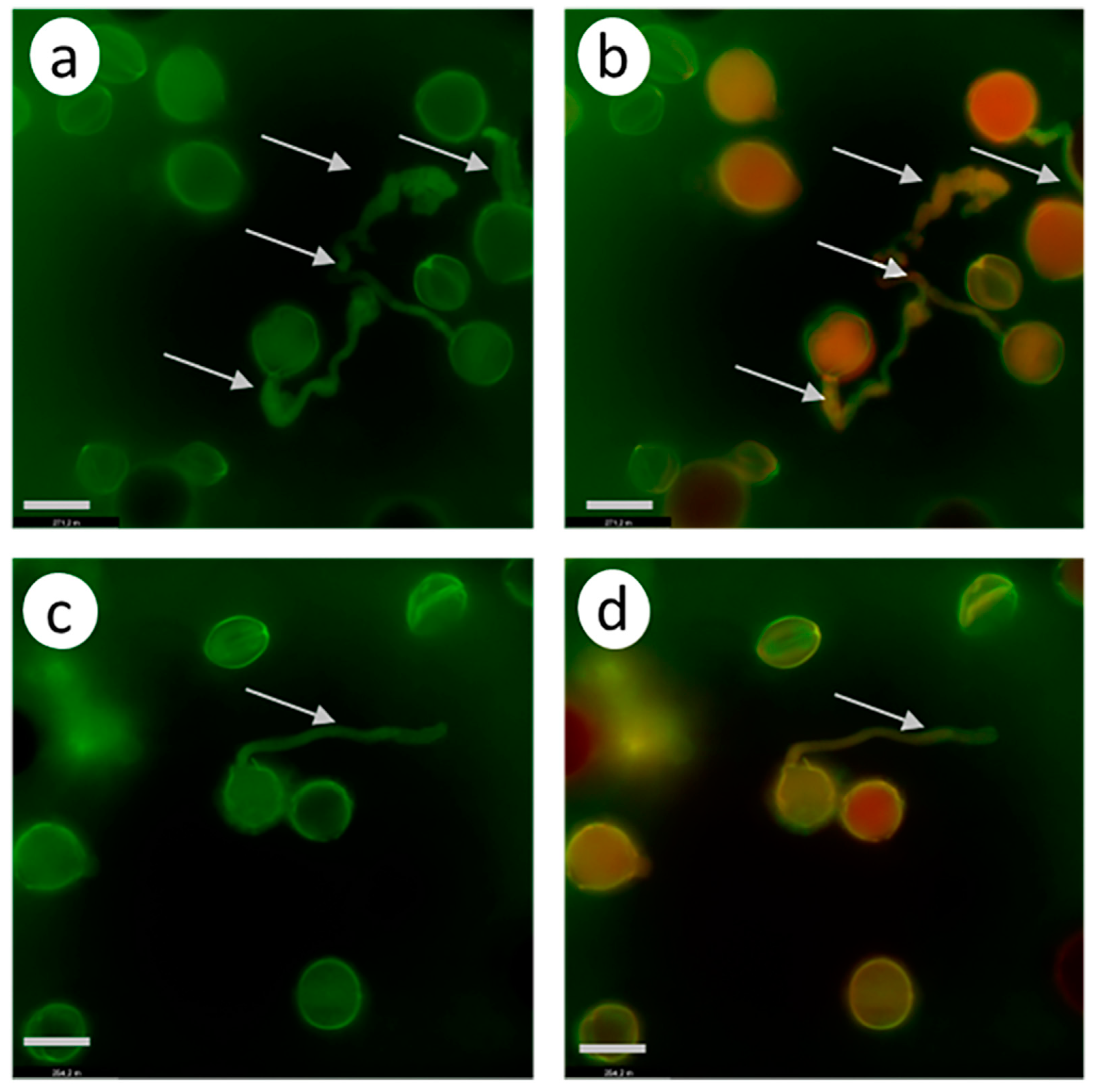Biomolecules 13 01033 g009 Biomolecules 13 01033 g009