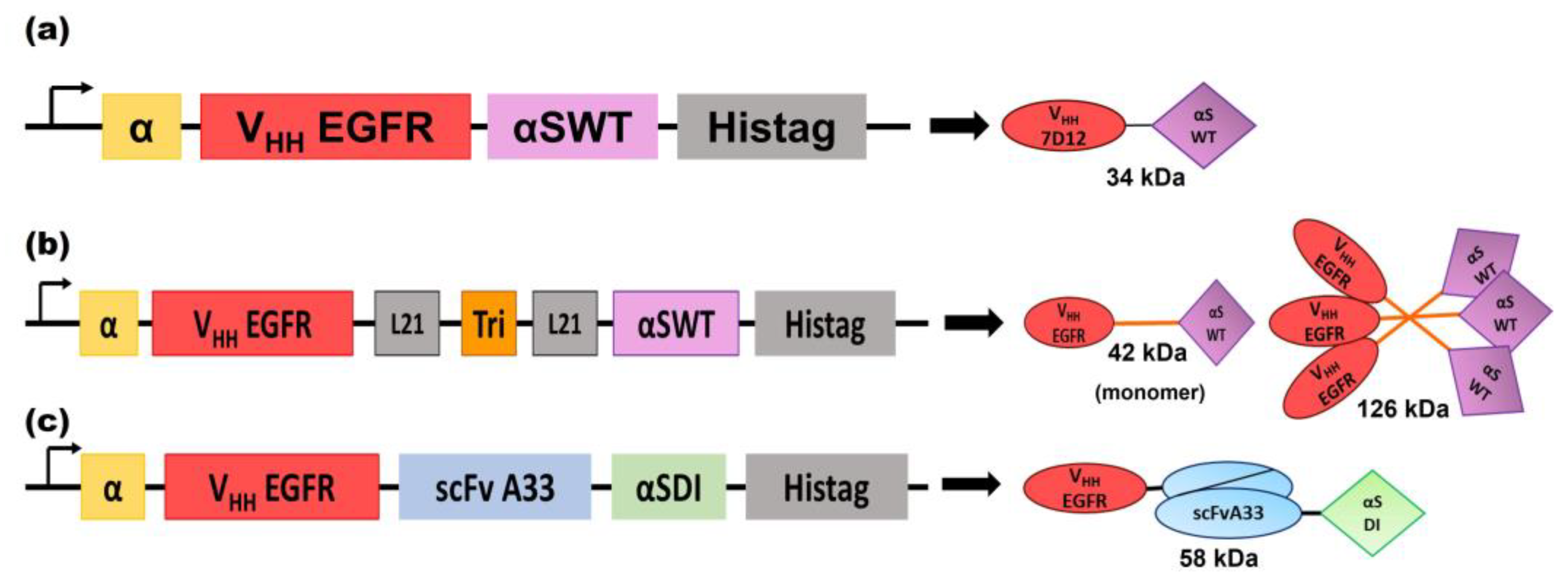 Biomolecules 13 01042 g001