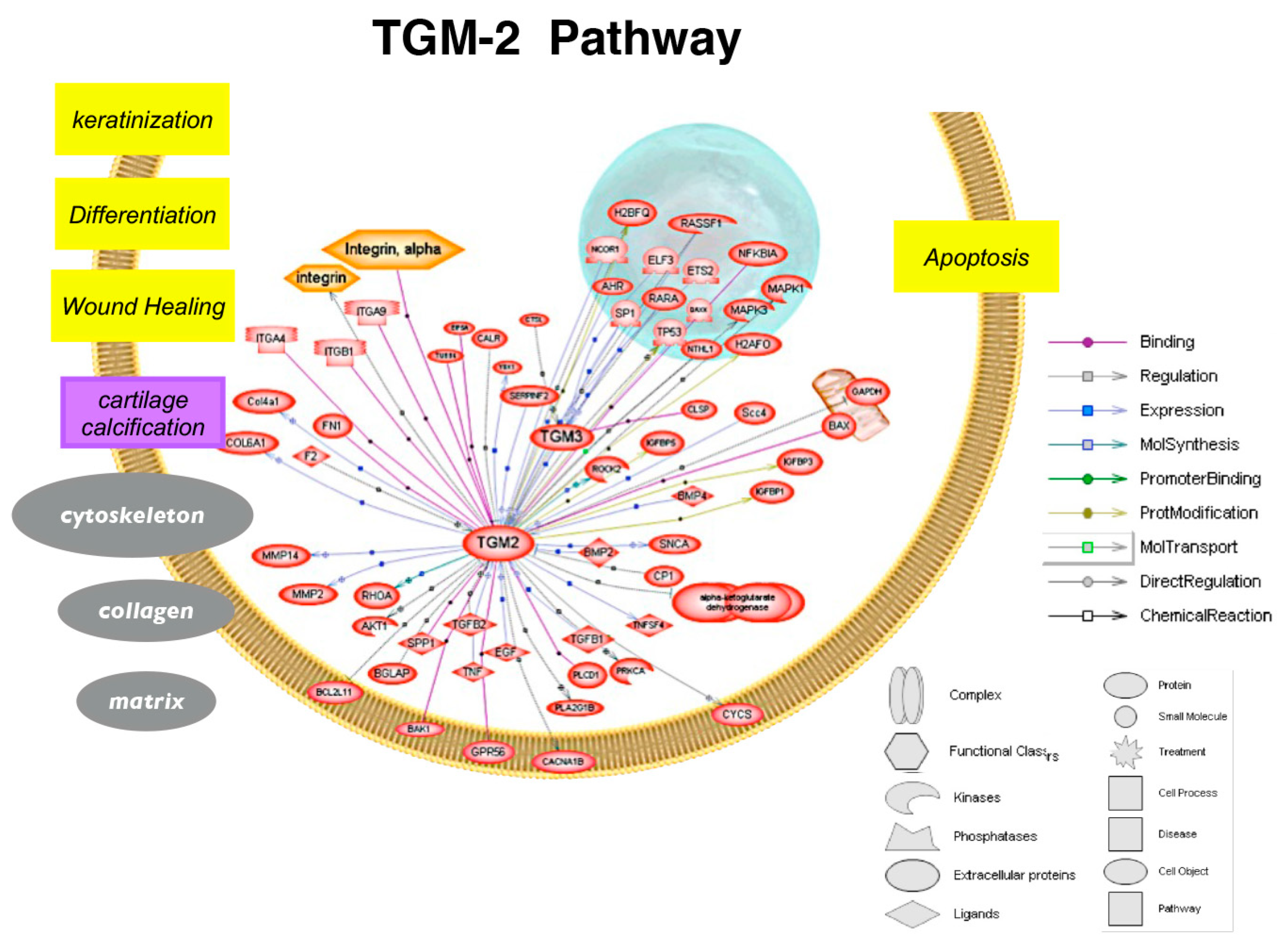 Biomolecules 13 01045 g009