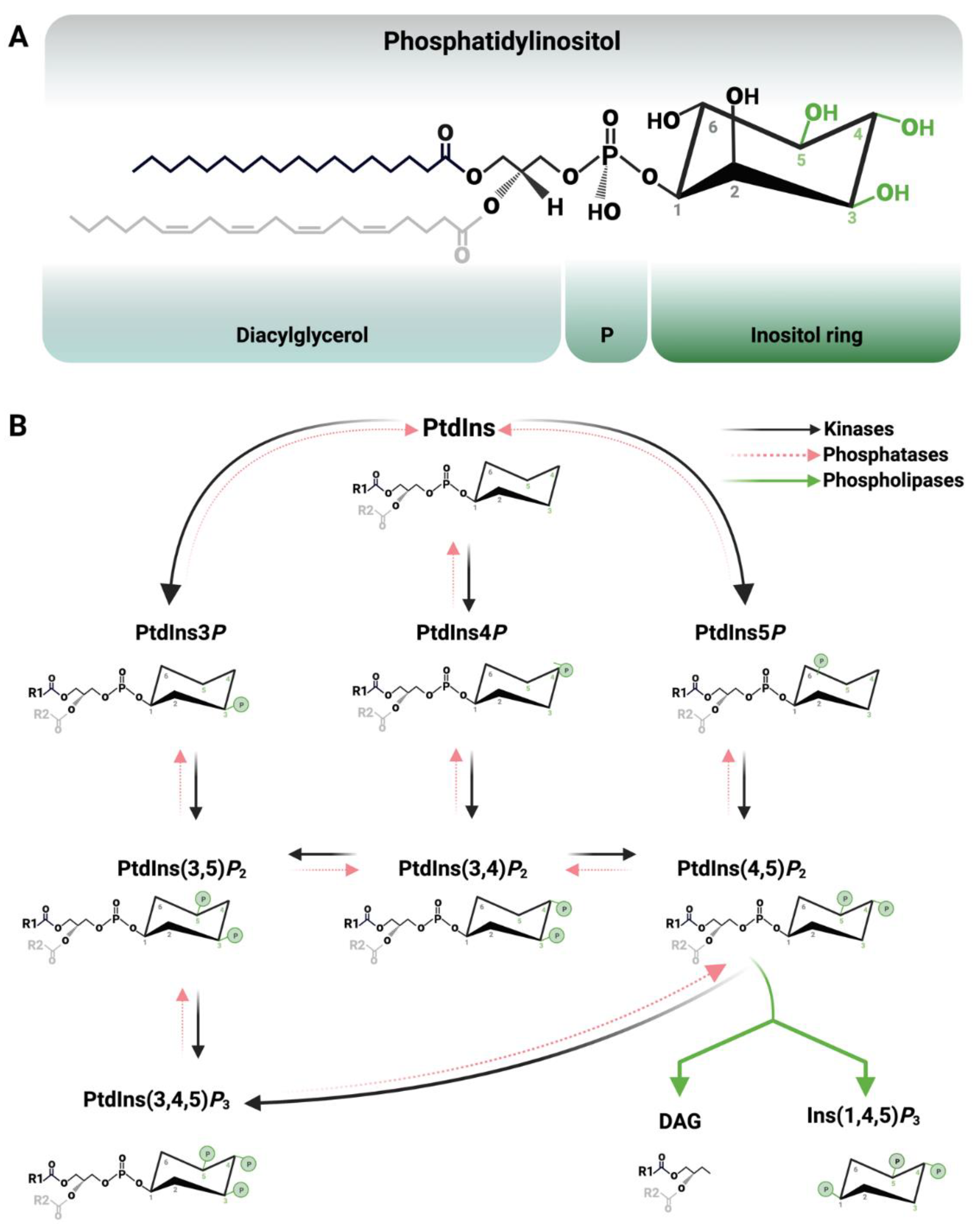Biomolecules 13 01049 g001