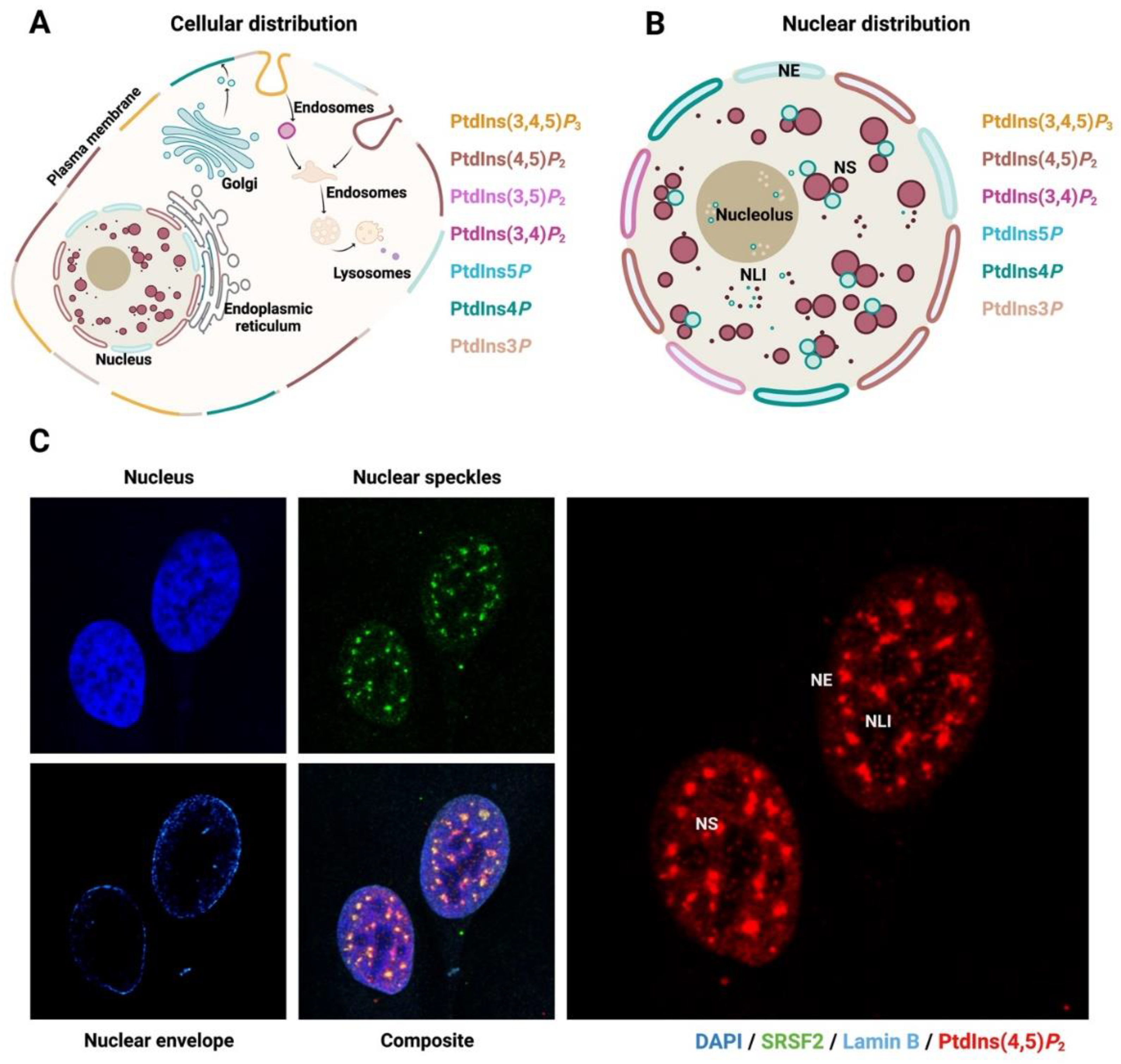 Biomolecules 13 01049 g002