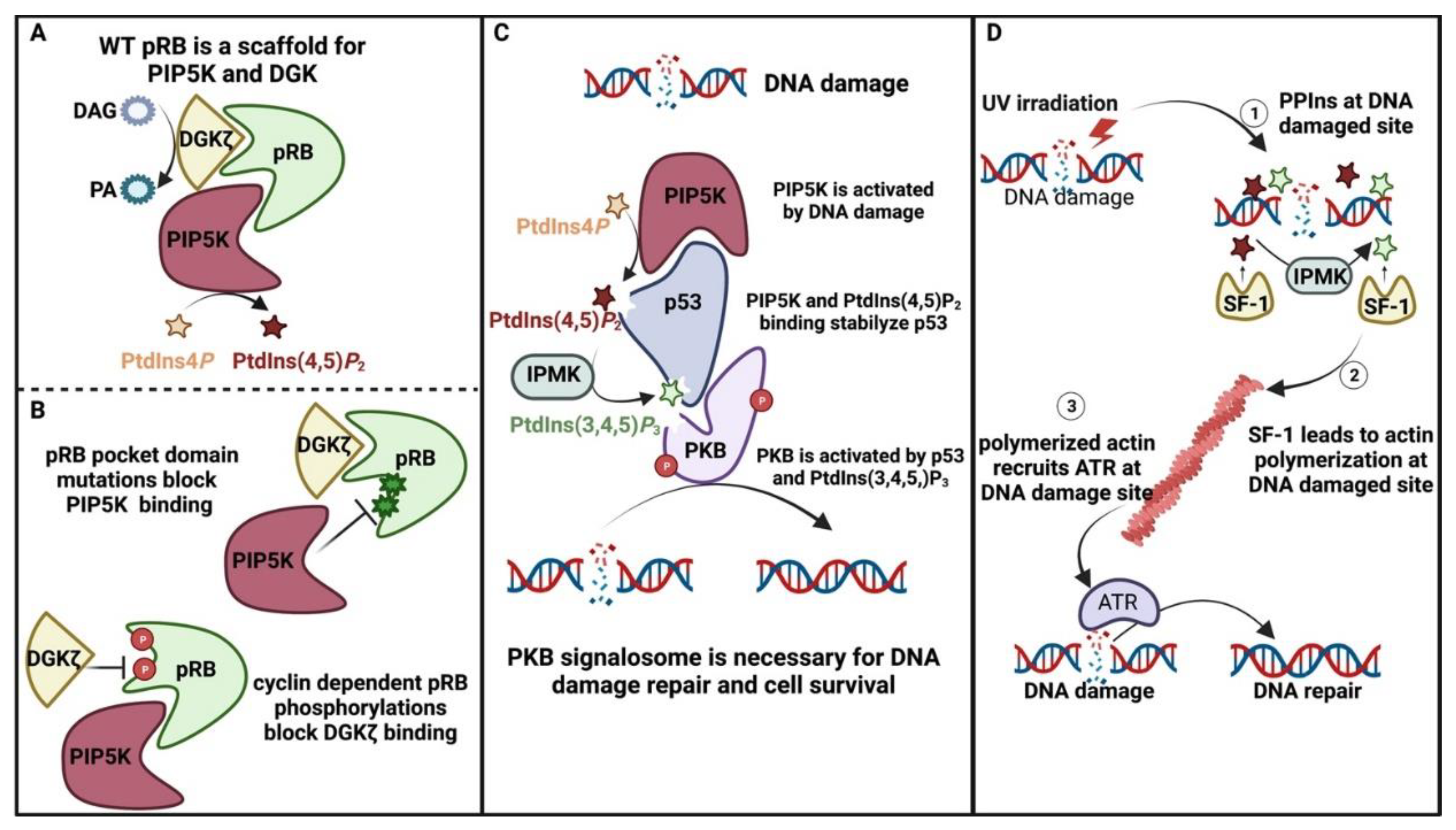 Biomolecules 13 01049 g006