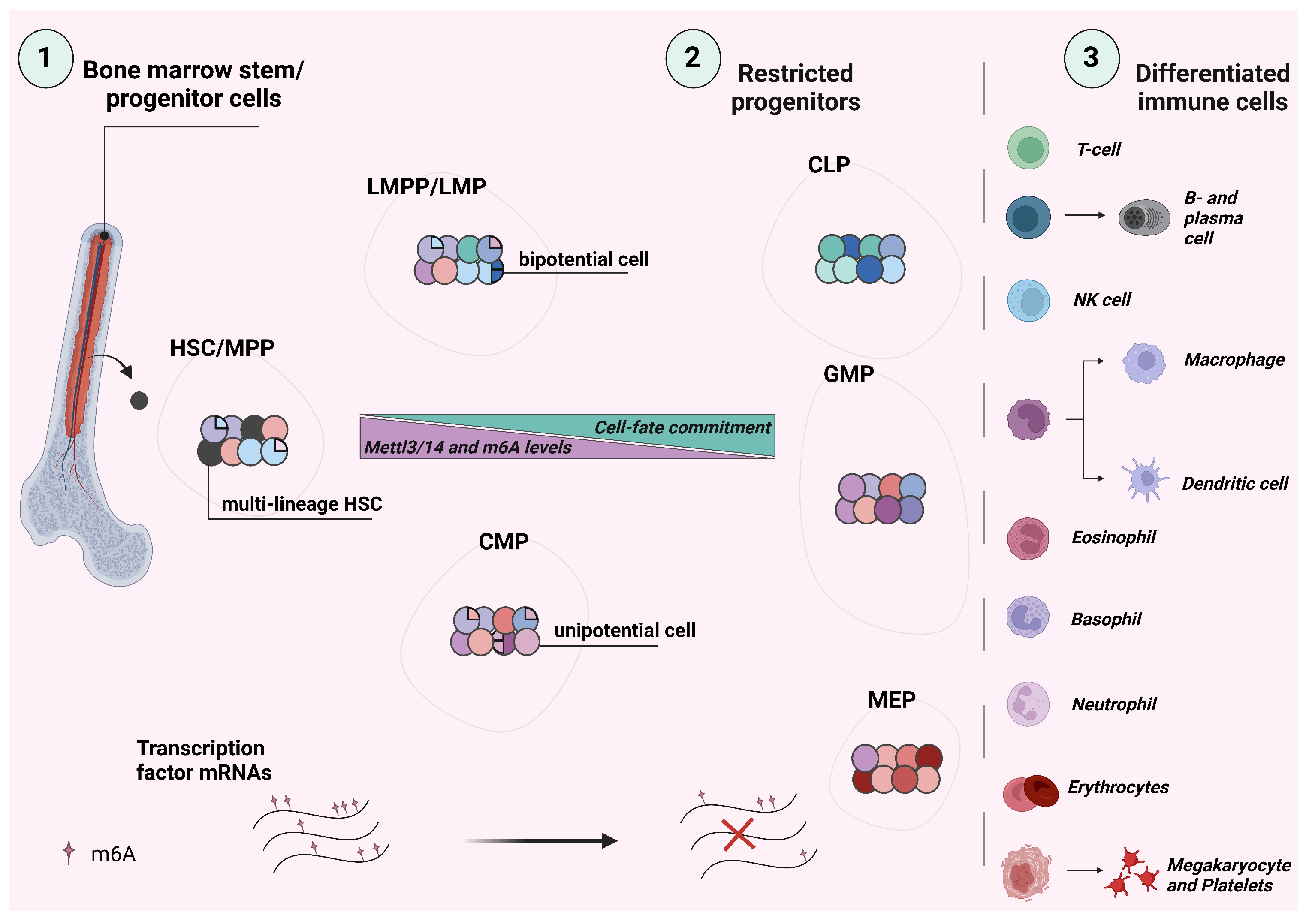 Biomolecules 13 01060 g002