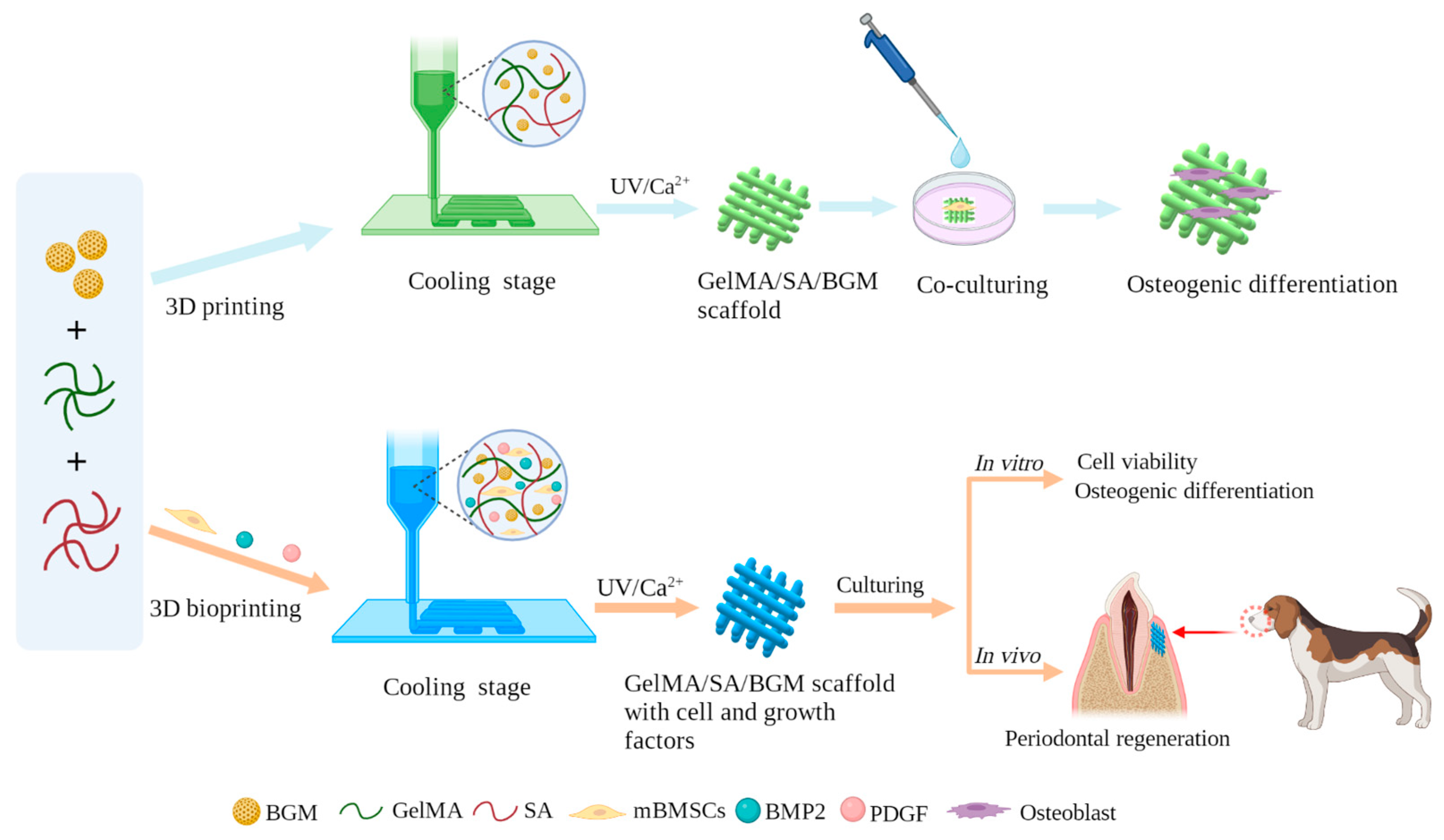 Biomolecules Free FullText 3D Bioprinting of a Bioactive Composite