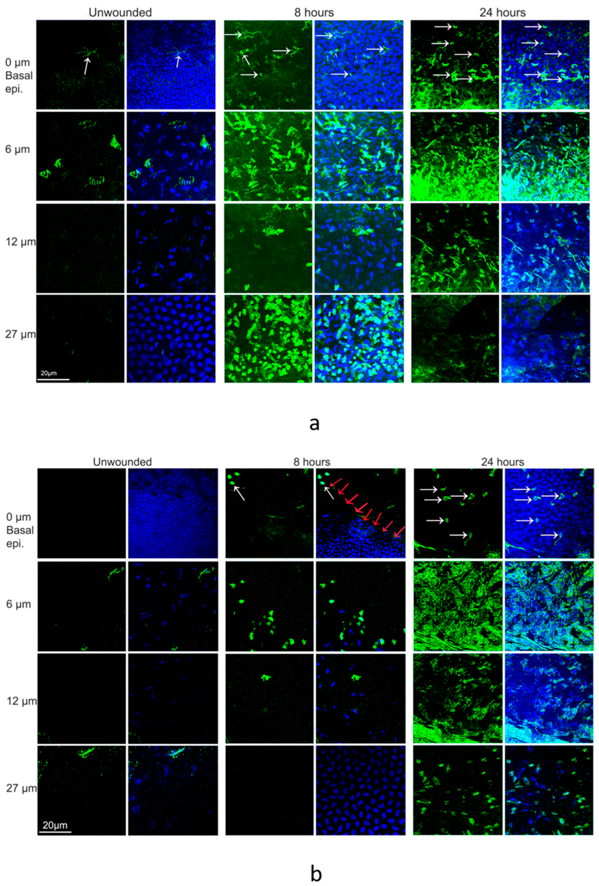Biomolecules 13 01065 g005 Biomolecules 13 01065 g005
