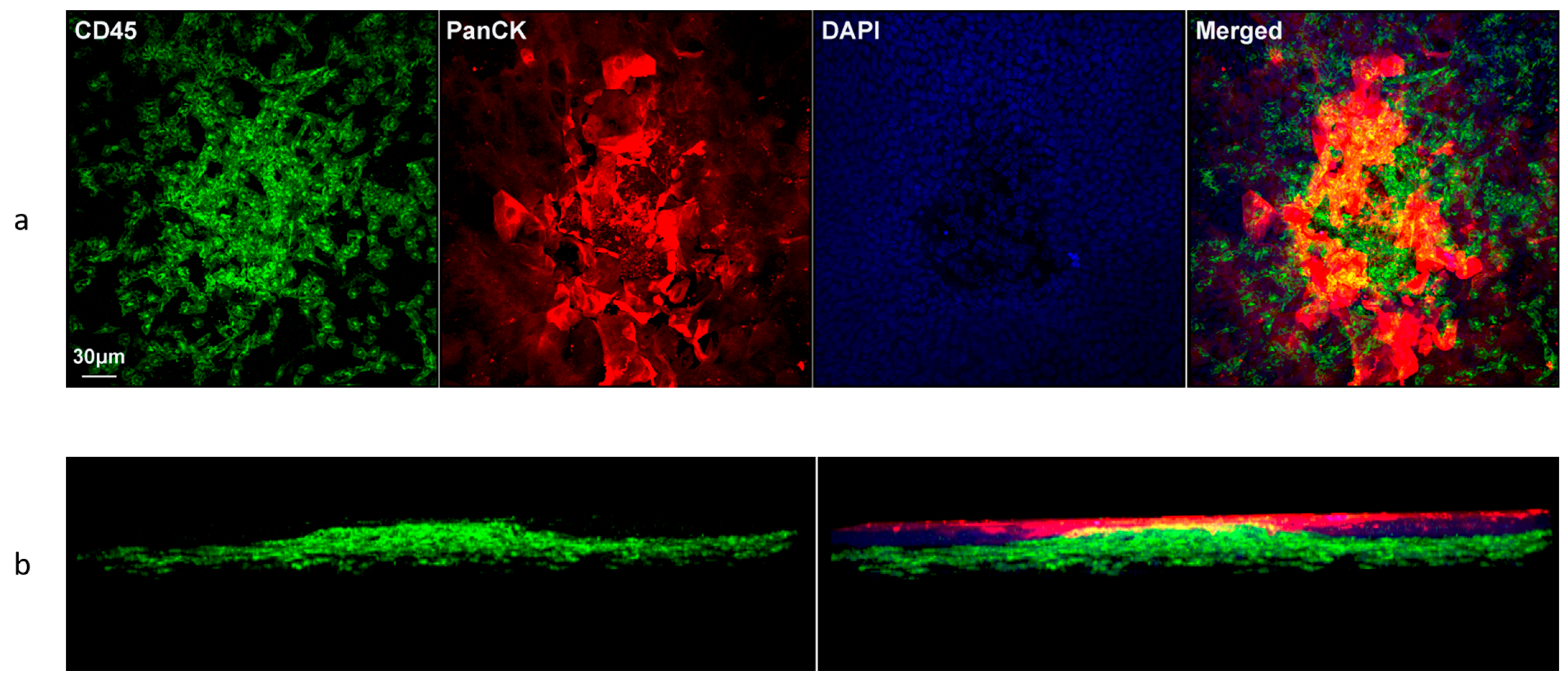 Biomolecules 13 01065 g006 Biomolecules 13 01065 g006