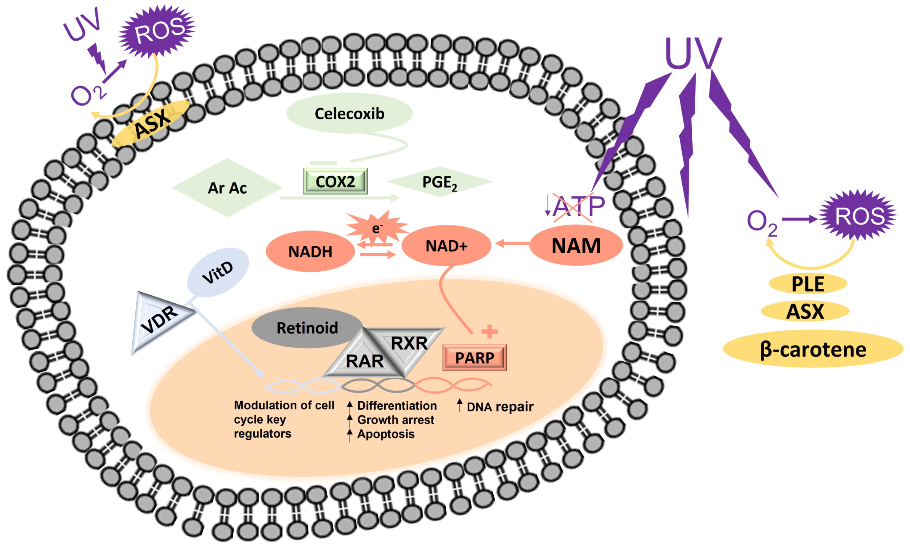 Biomolecules 13 01067 g001 Biomolecules 13 01067 g001