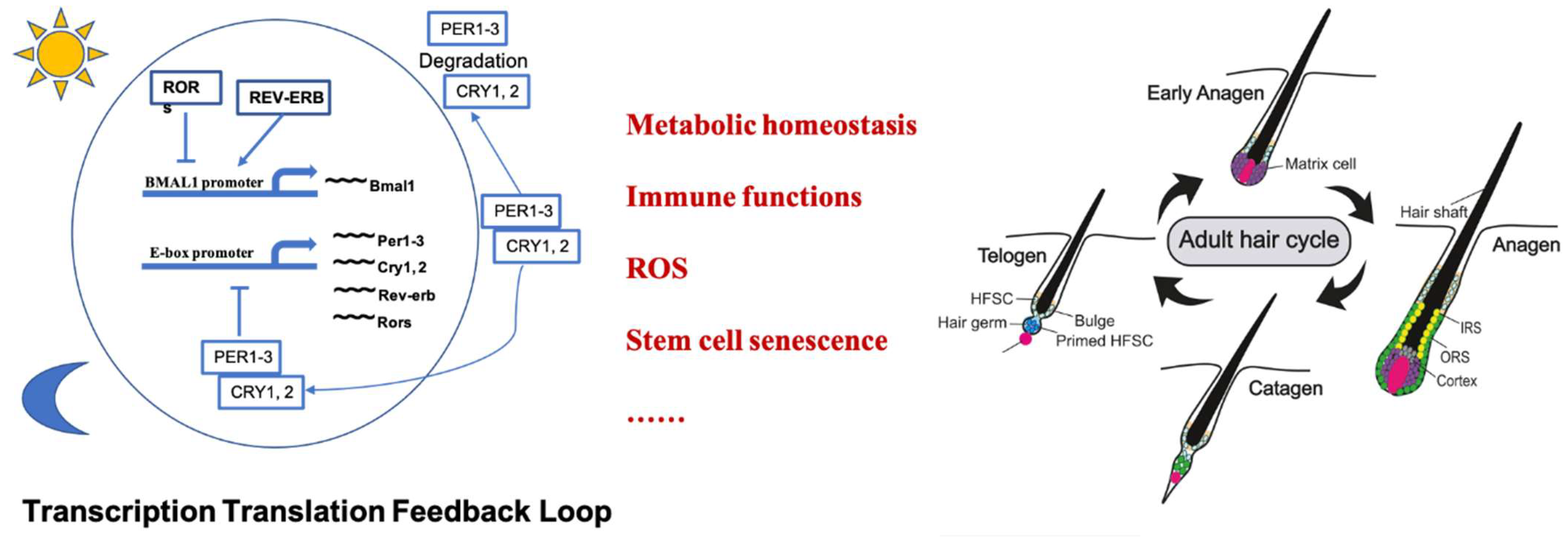 Biomolecules 13 01068 g001 Biomolecules 13 01068 g001