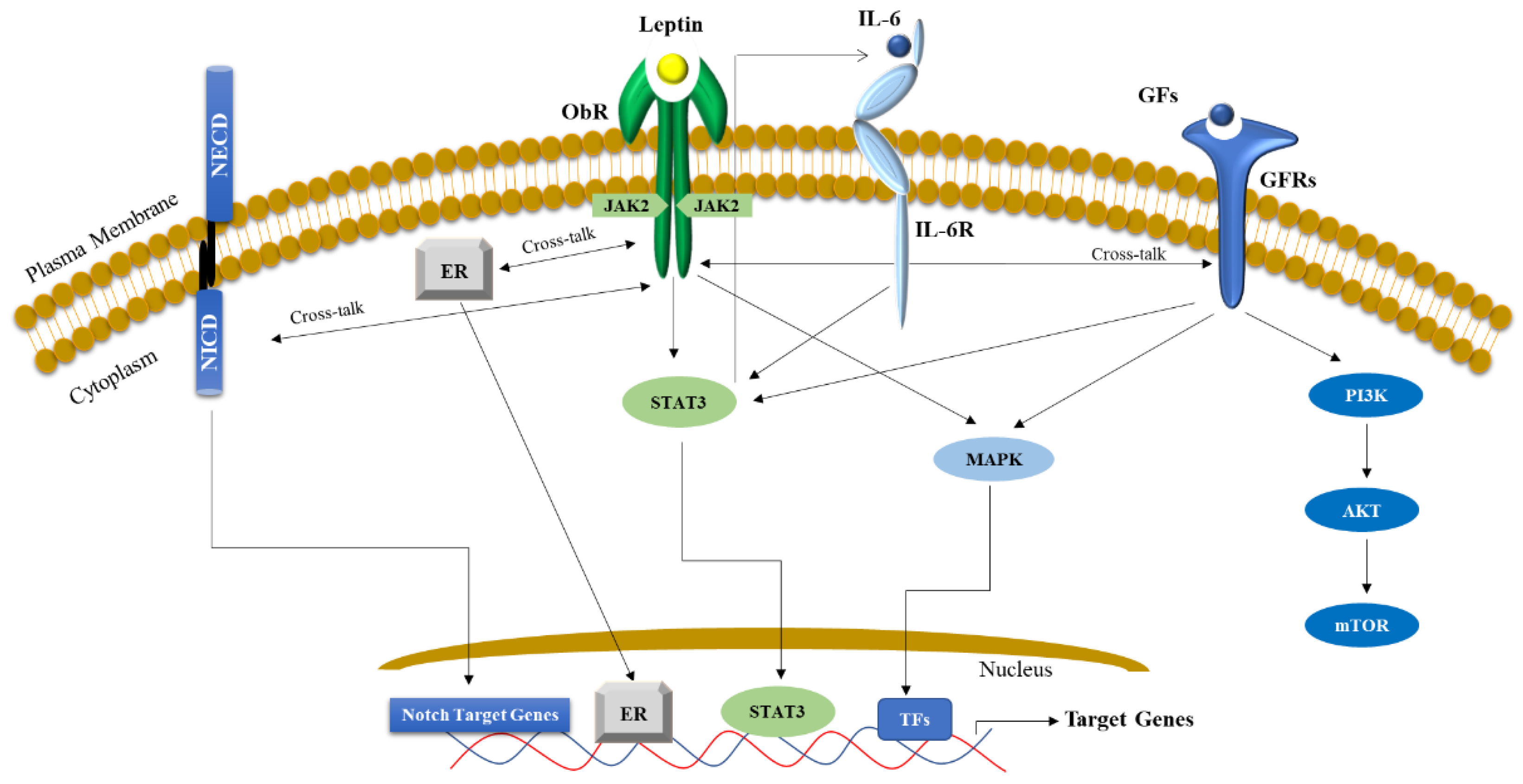 Biomolecules | Free Full-Text | Leptin: A Heavyweight Player in 