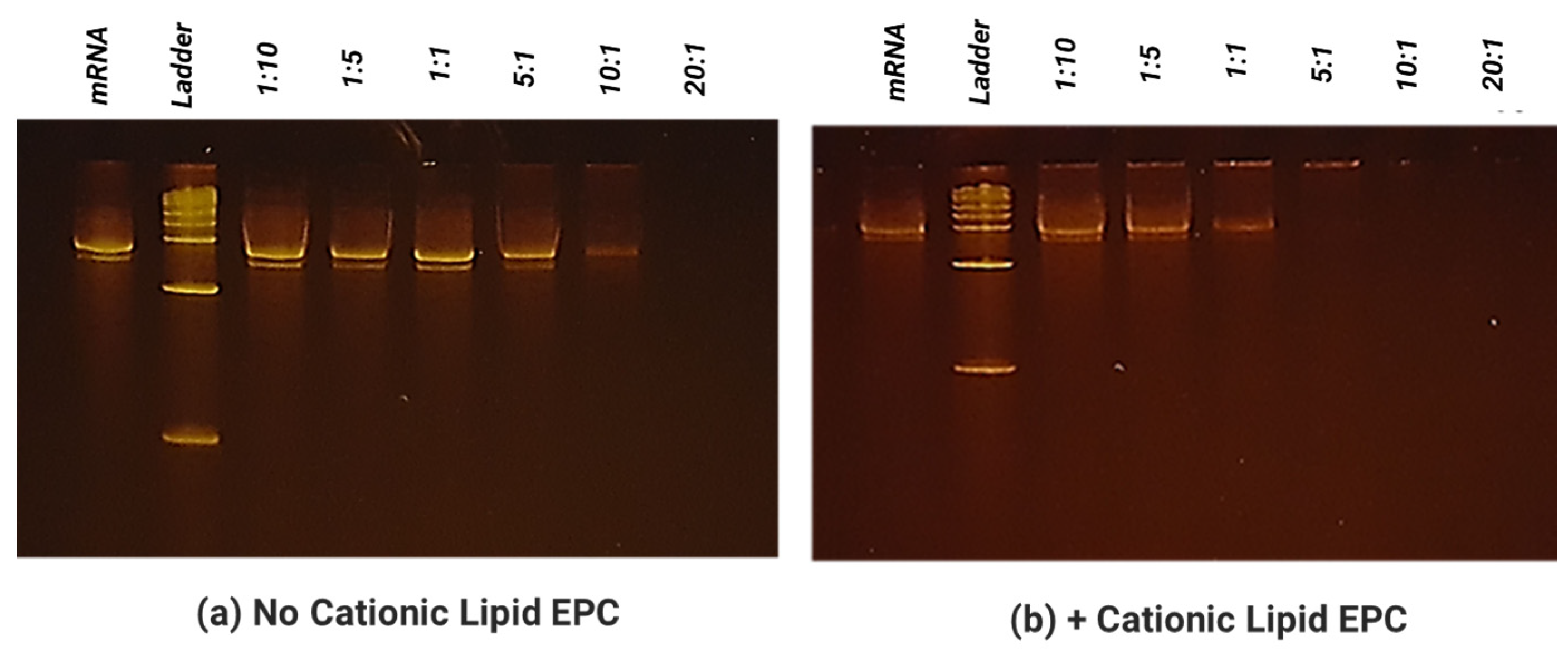 Biomolecules 13 01088 g002