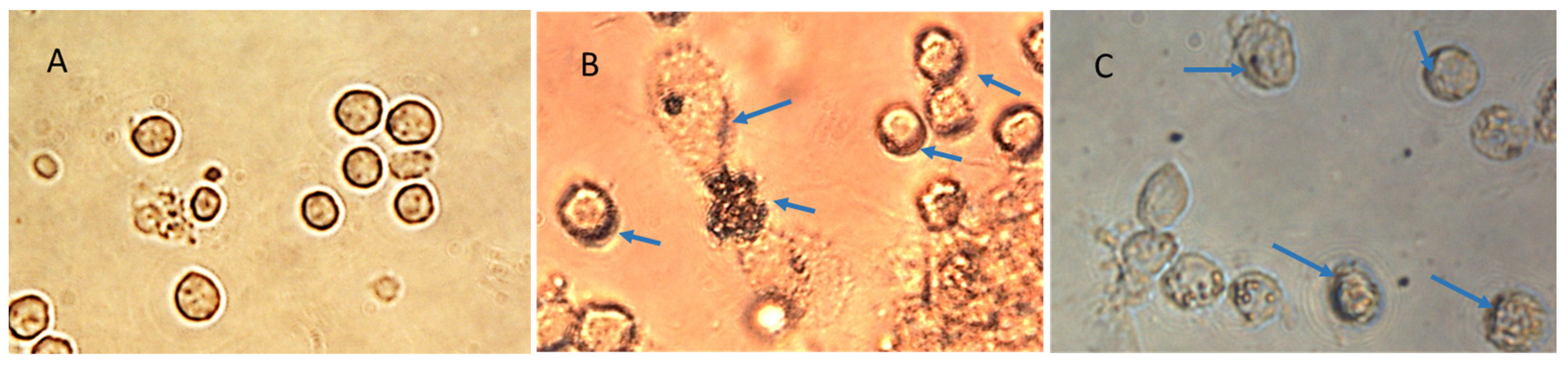 Biomolecules 13 01088 g013