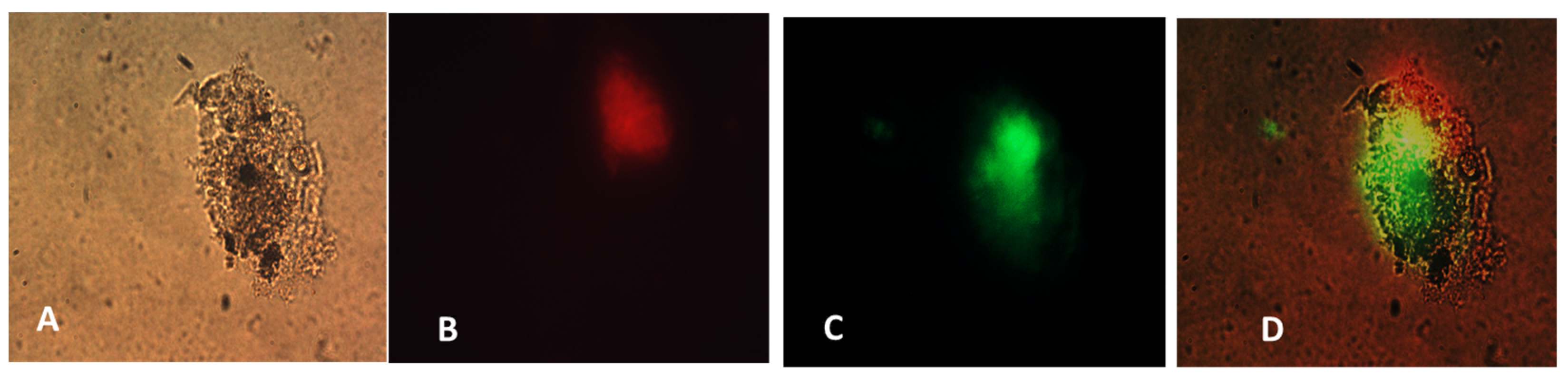 Biomolecules 13 01088 g014
