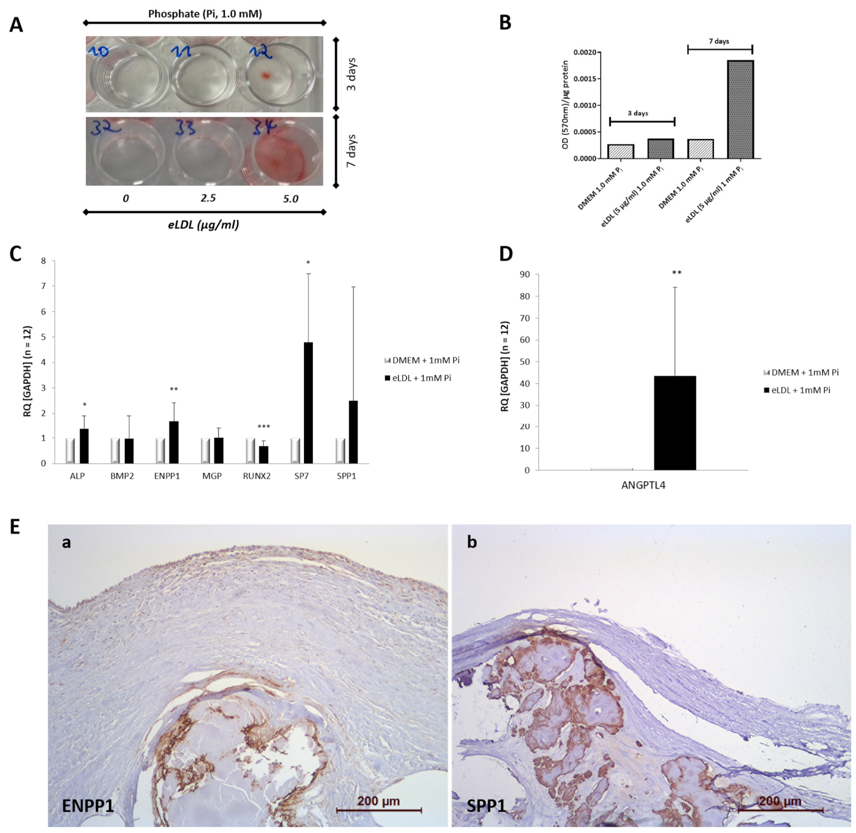 Biomolecules 13 01091 g002
