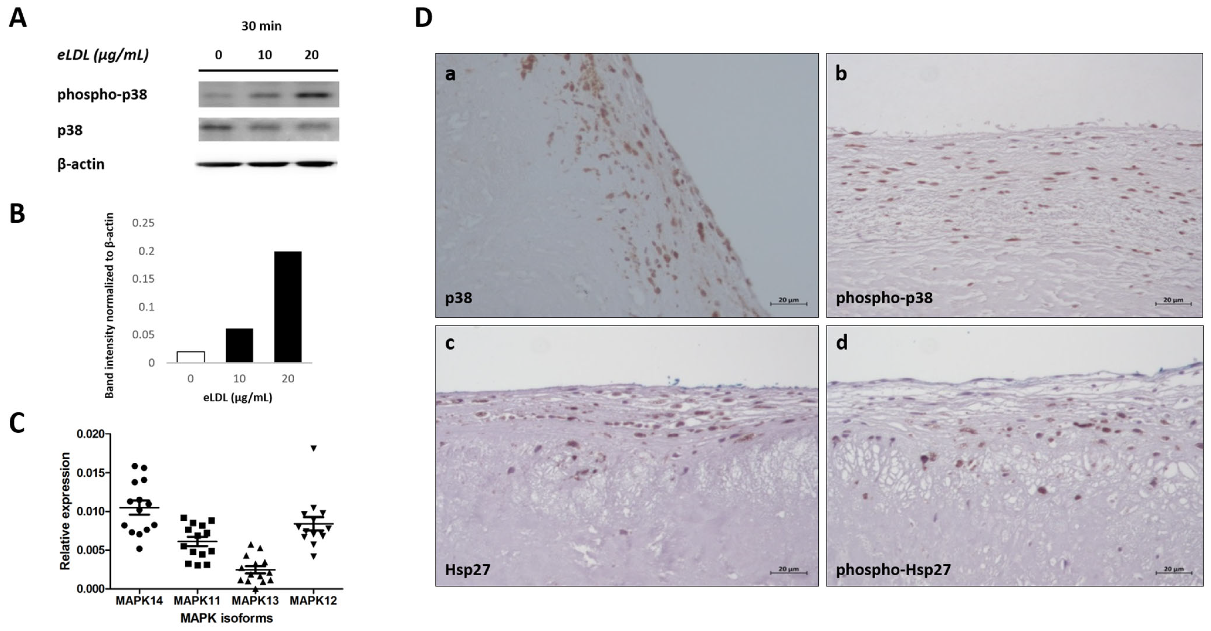 Biomolecules 13 01091 g003