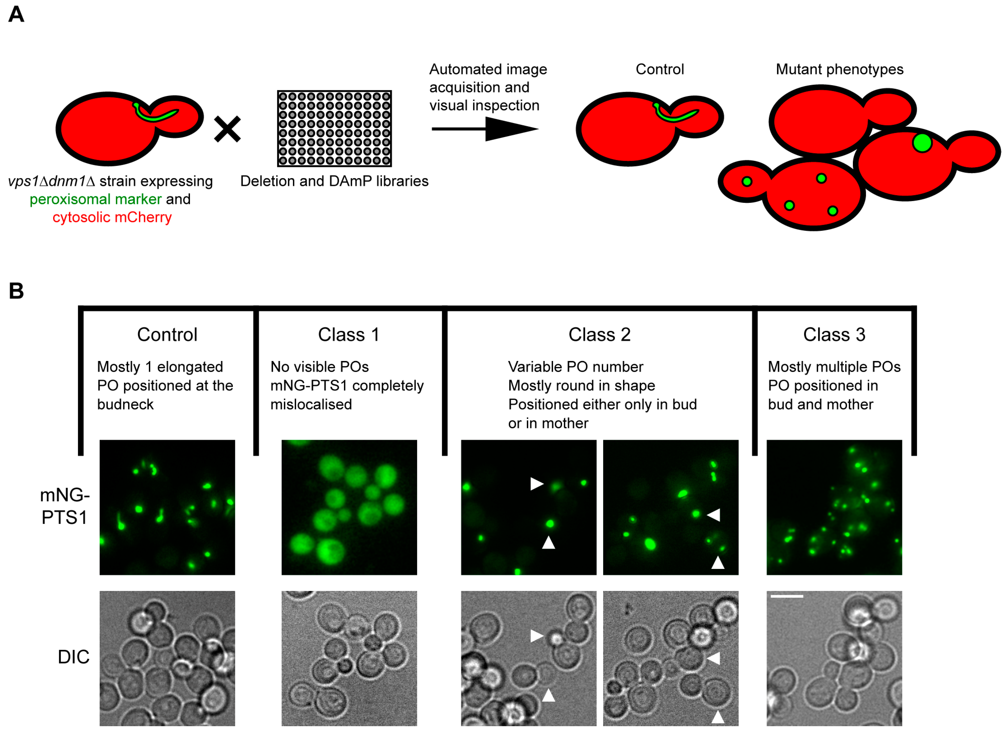 Biomolecules 13 01098 g001 Biomolecules 13 01098 g001