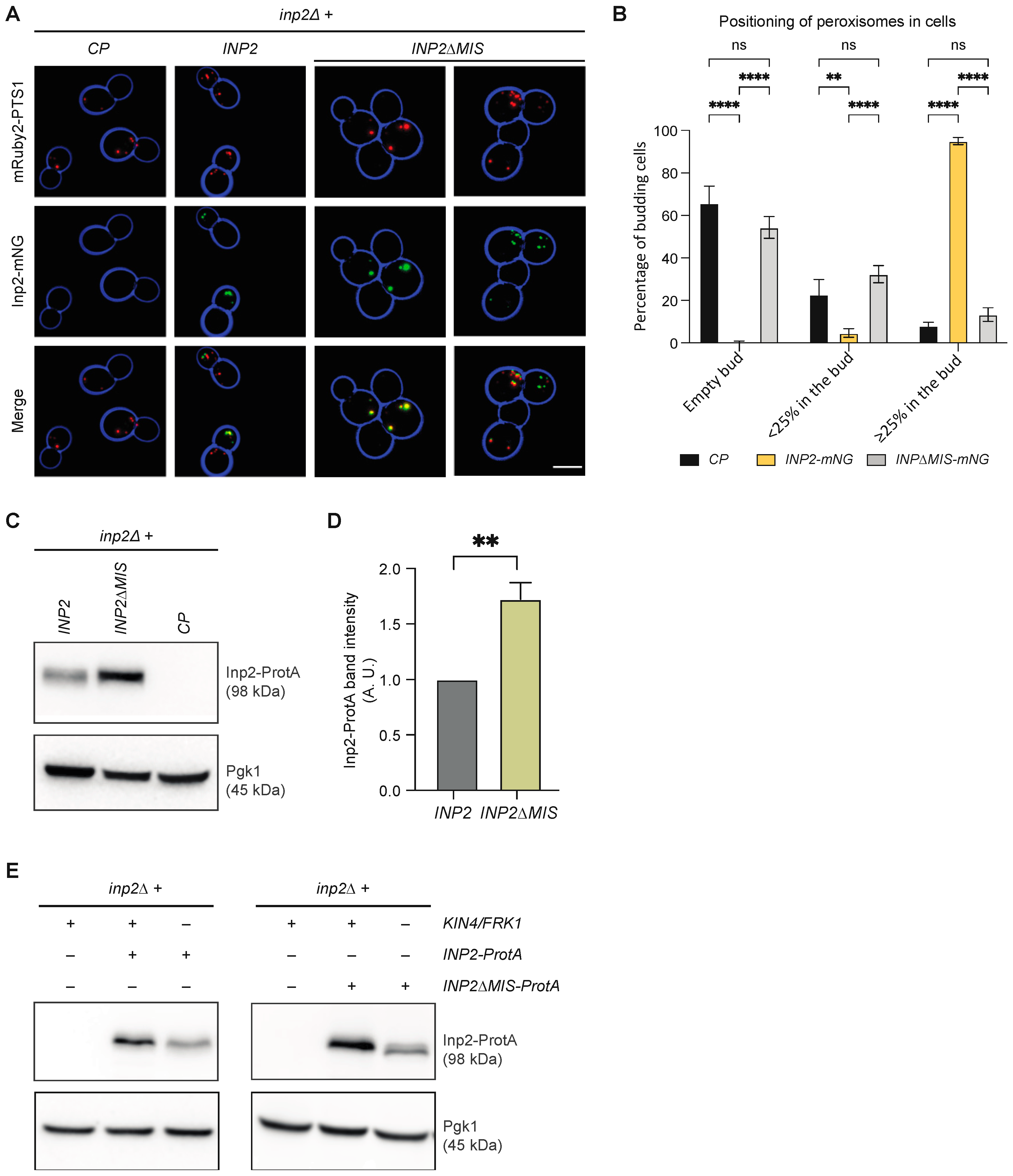 Biomolecules 13 01098 g008 Biomolecules 13 01098 g008