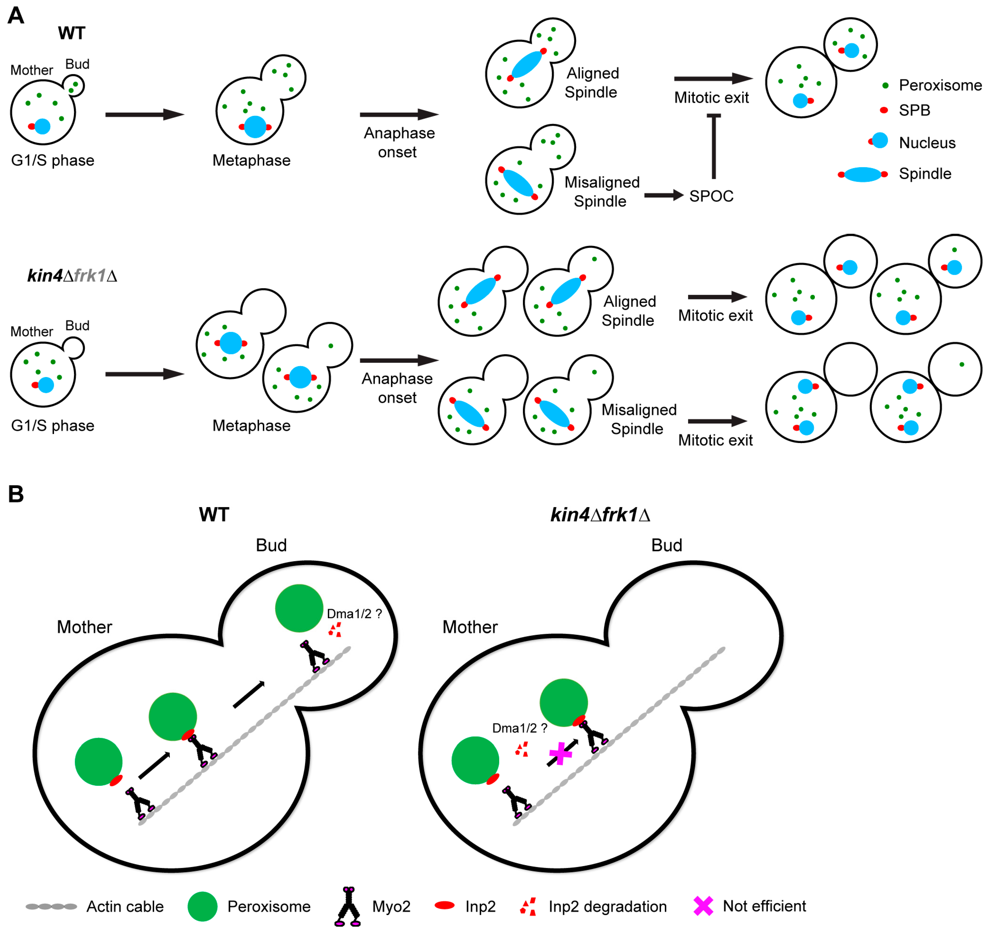 Biomolecules 13 01098 g009 Biomolecules 13 01098 g009