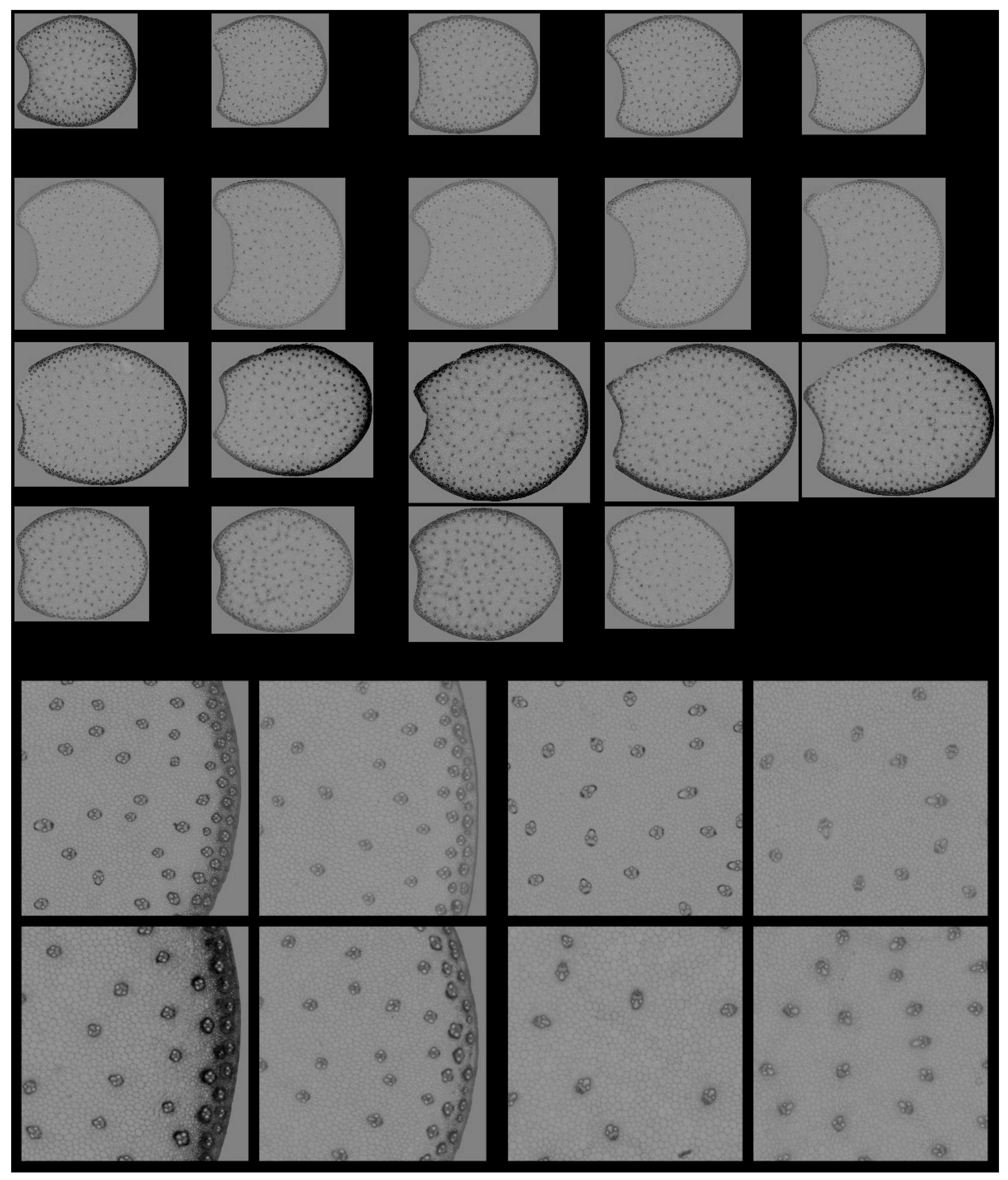 Biomolecules 13 01104 g007 Biomolecules 13 01104 g007