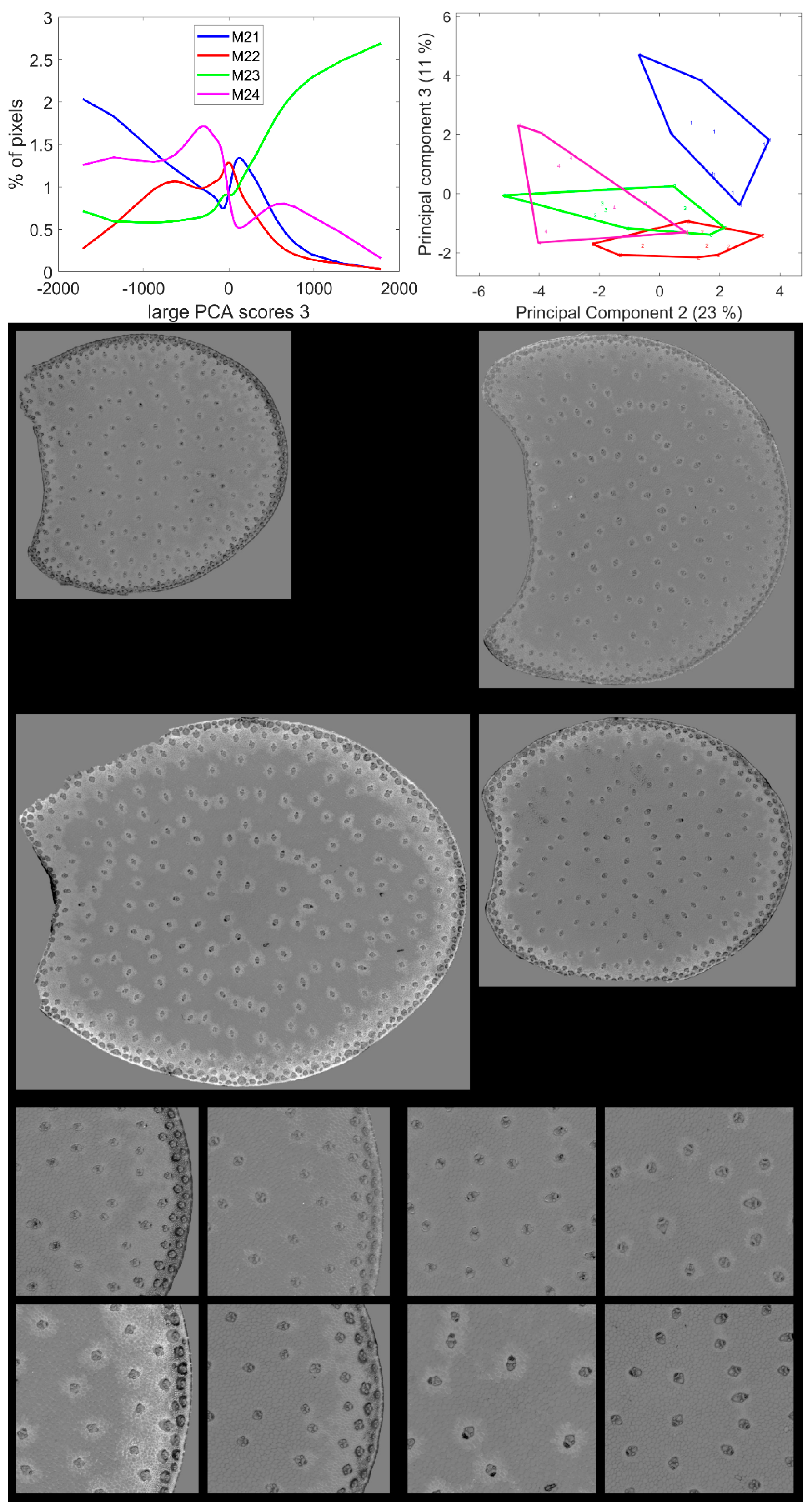 Biomolecules 13 01104 g010 Biomolecules 13 01104 g010