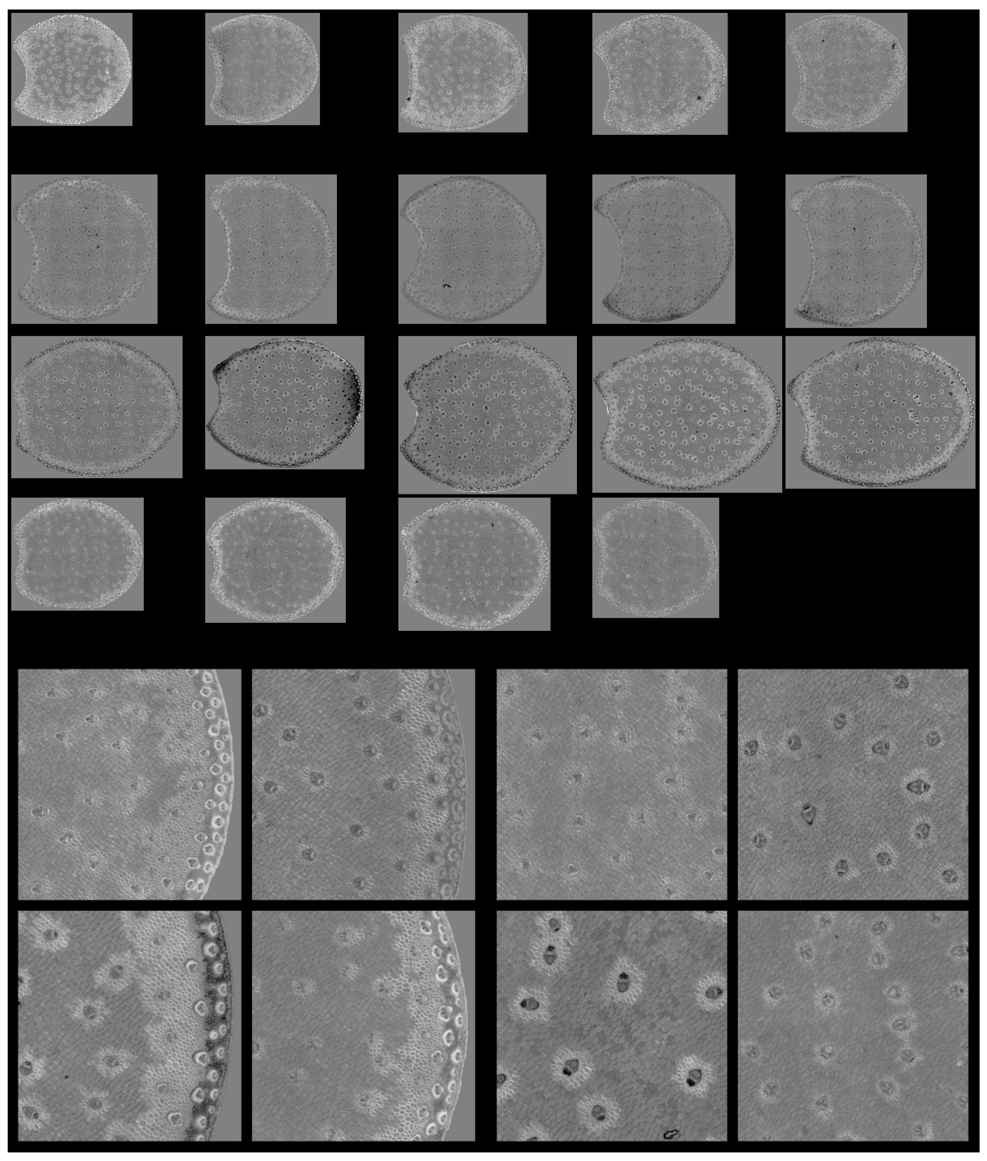 Biomolecules 13 01104 g012 Biomolecules 13 01104 g012