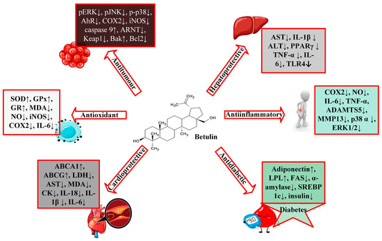 Mechanism of action of betulin powder Mechanism of action of betulin powder