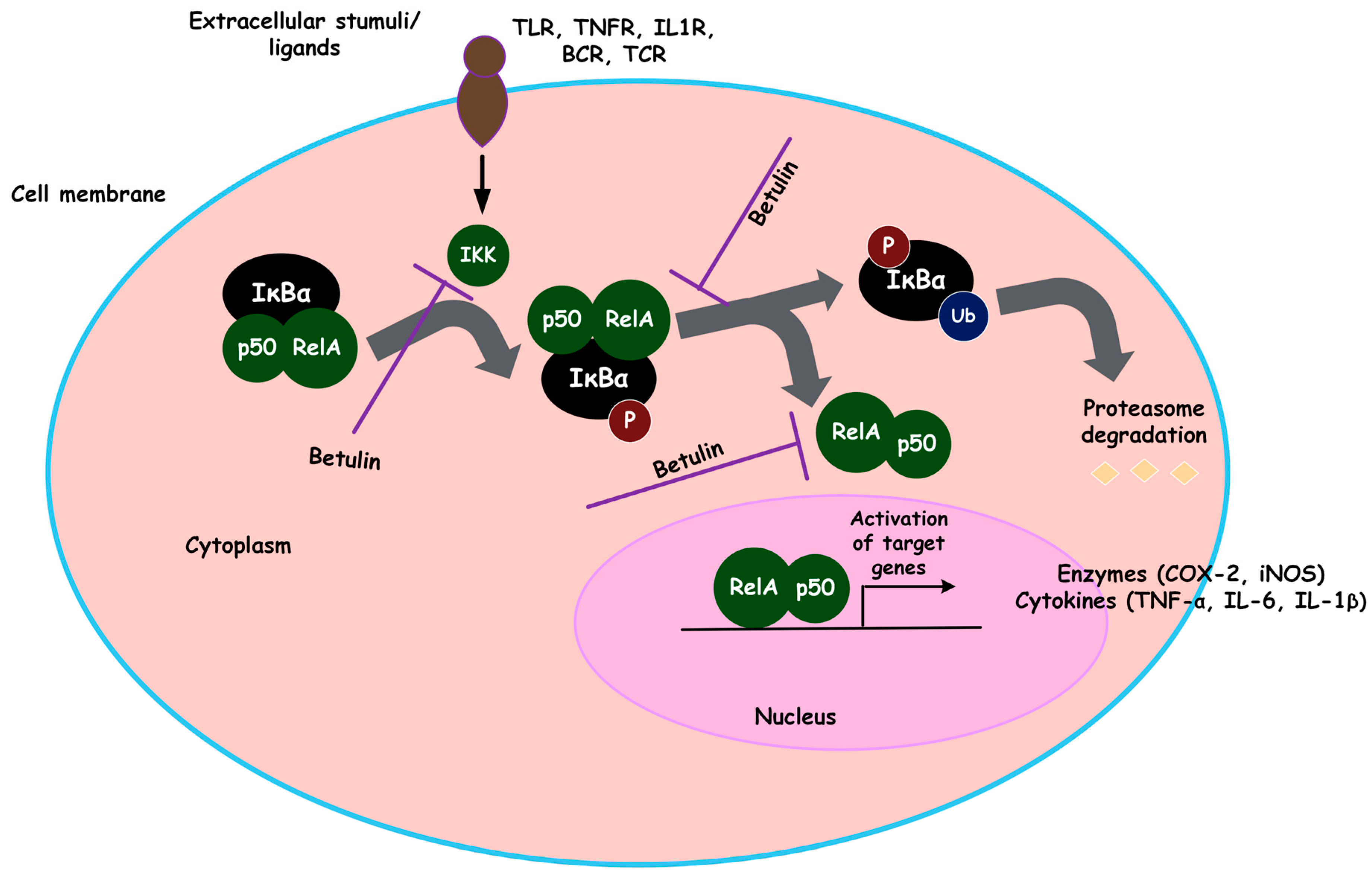 Biomolecules 13 01105 g004