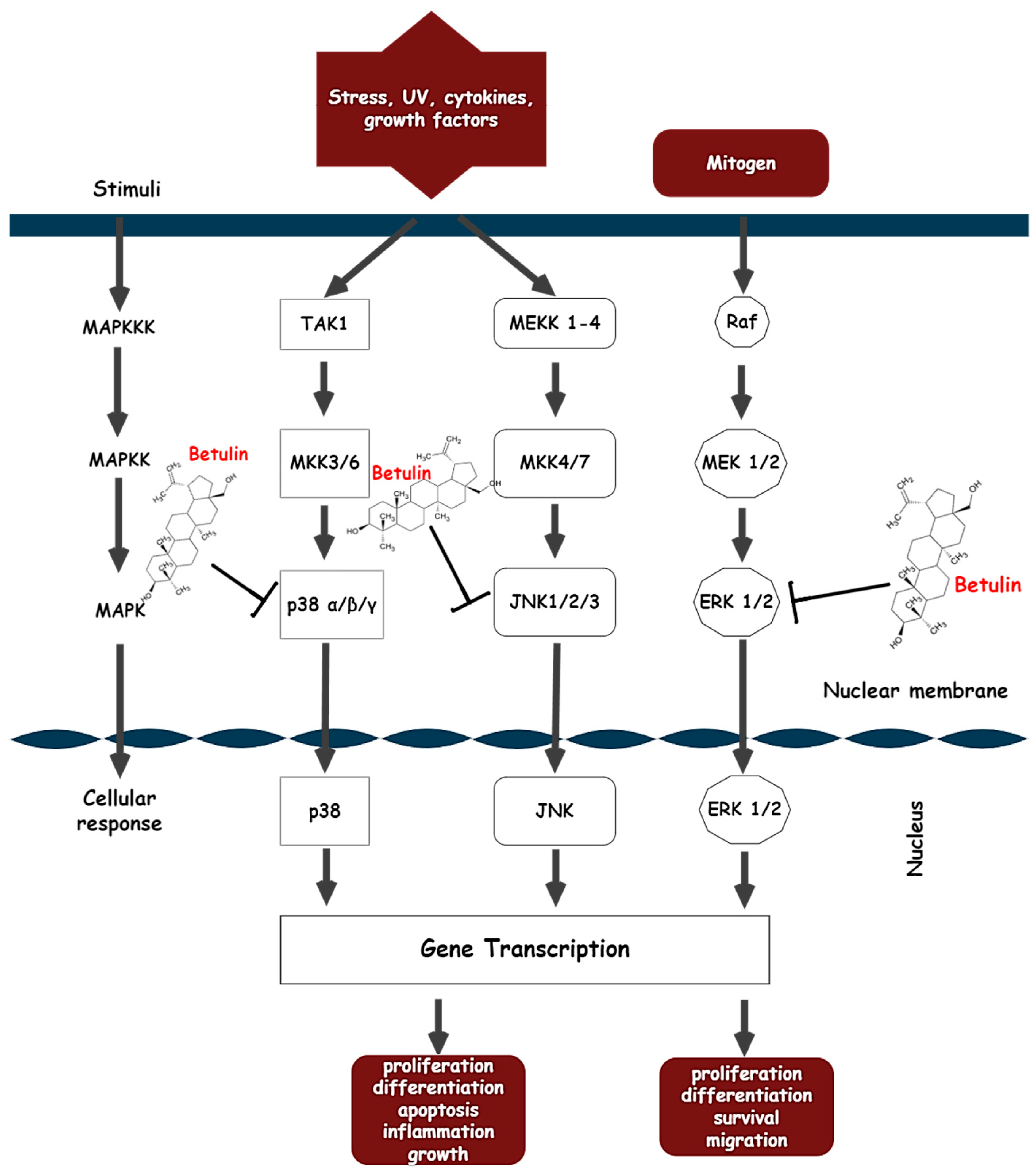 Biomolecules 13 01105 g005