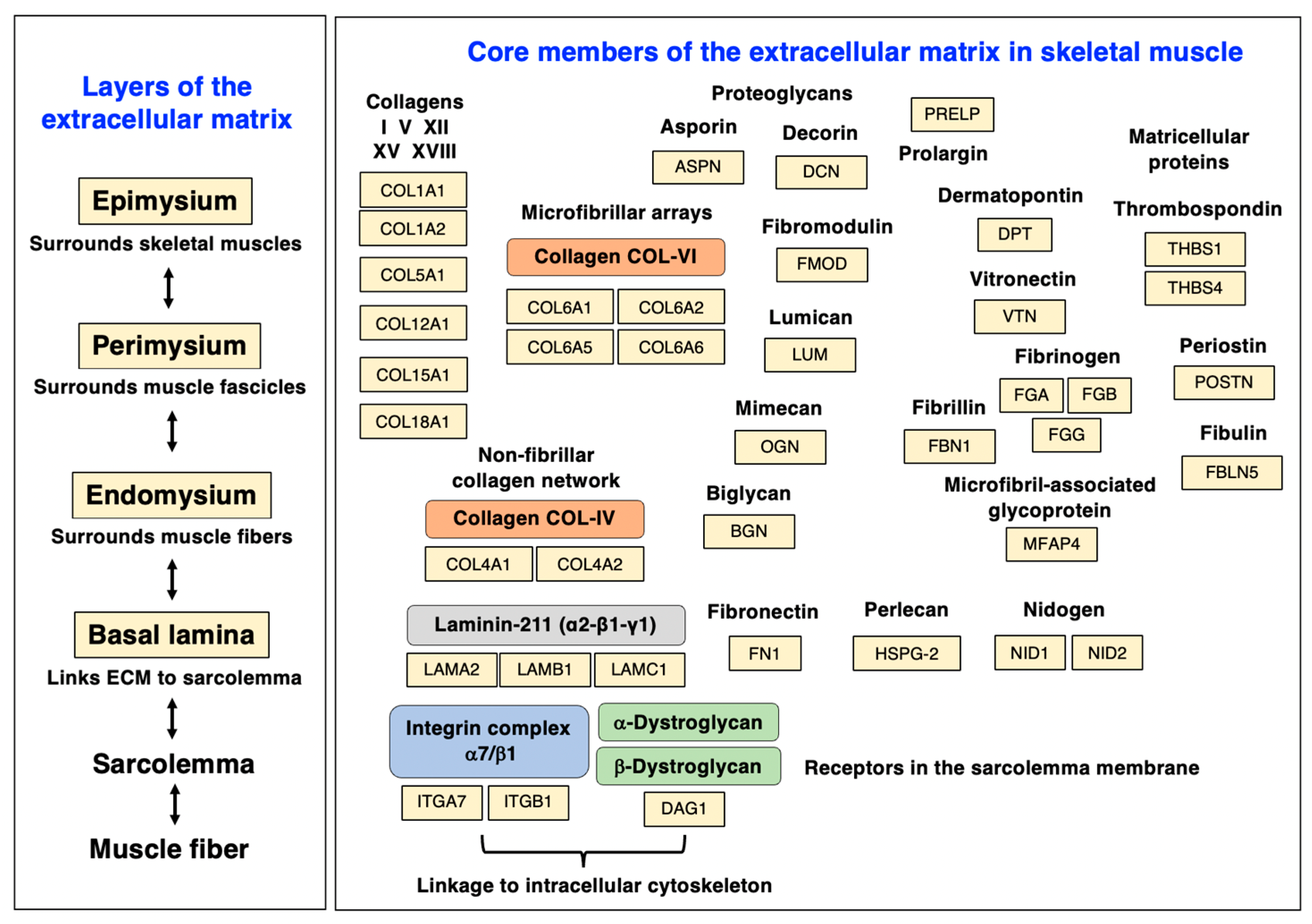 Biomolecules 13 01108 g004 Biomolecules 13 01108 g004