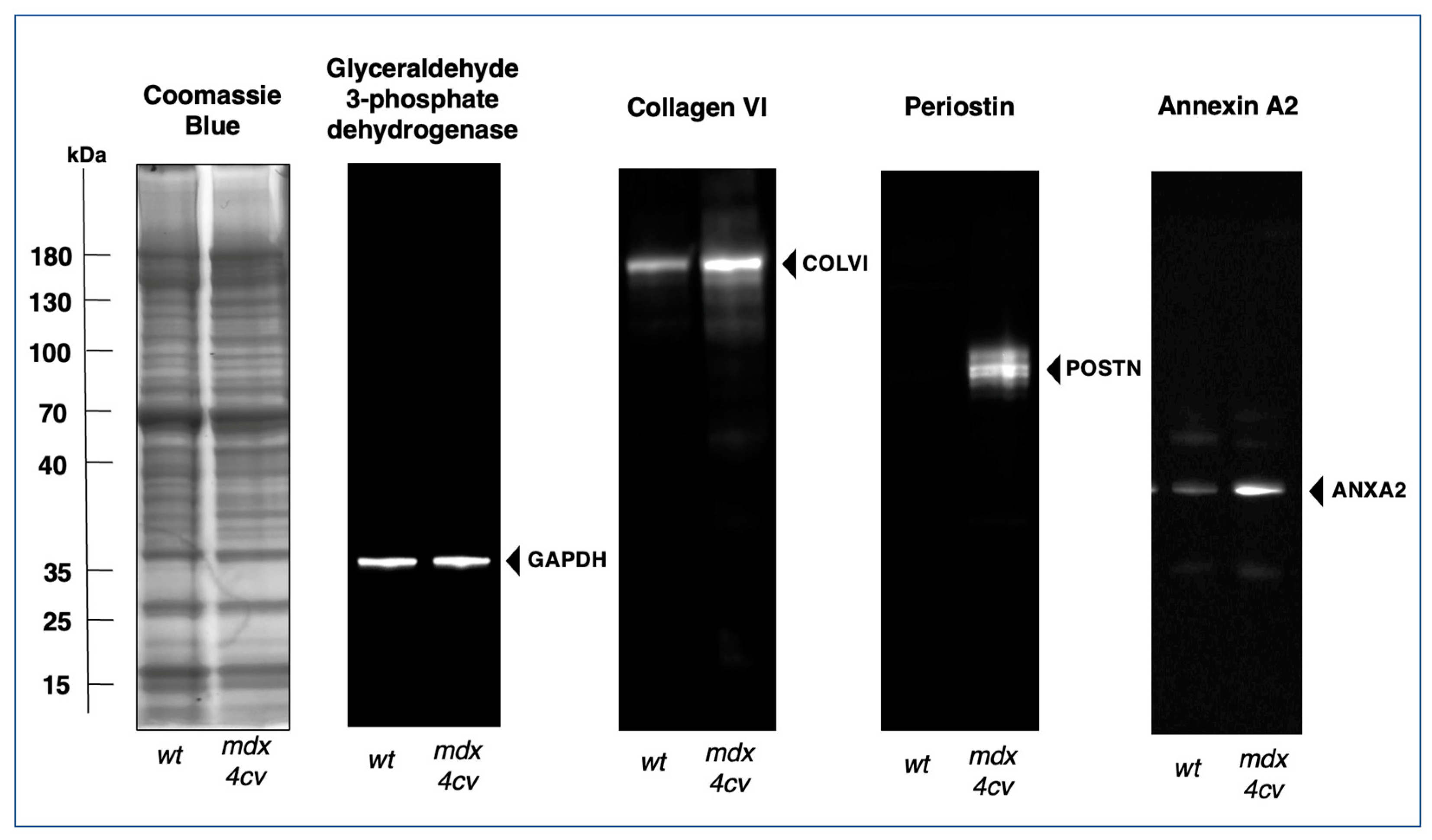 Biomolecules 13 01108 g008 Biomolecules 13 01108 g008