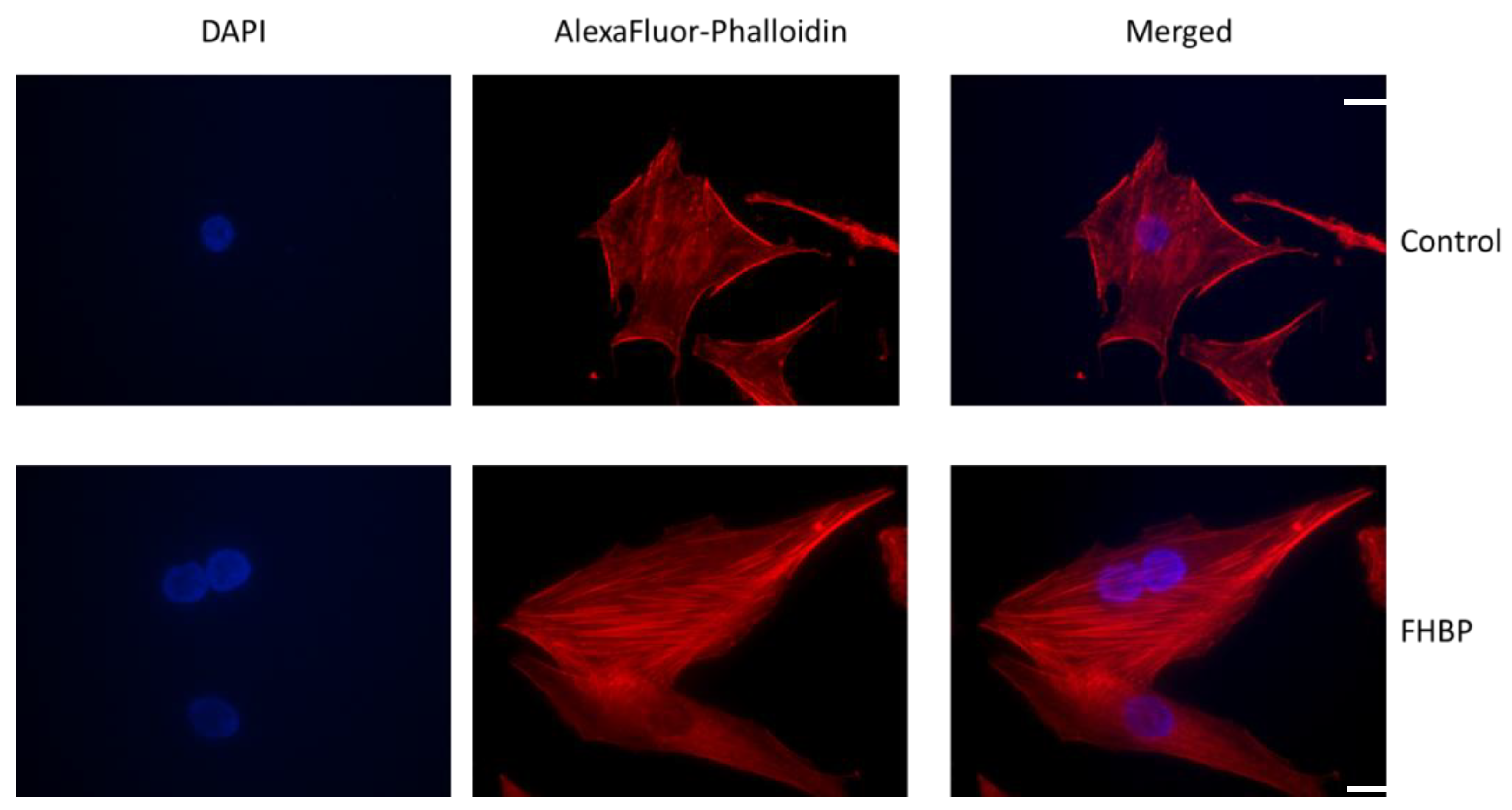 Biomolecules 13 01113 g008 Biomolecules 13 01113 g008