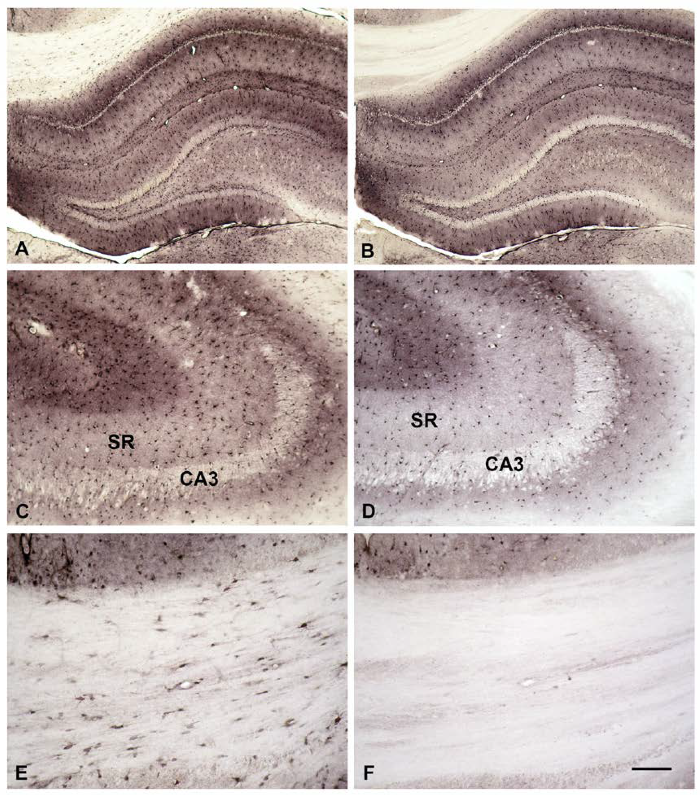 Biomolecules 13 01114 g004 Biomolecules 13 01114 g004