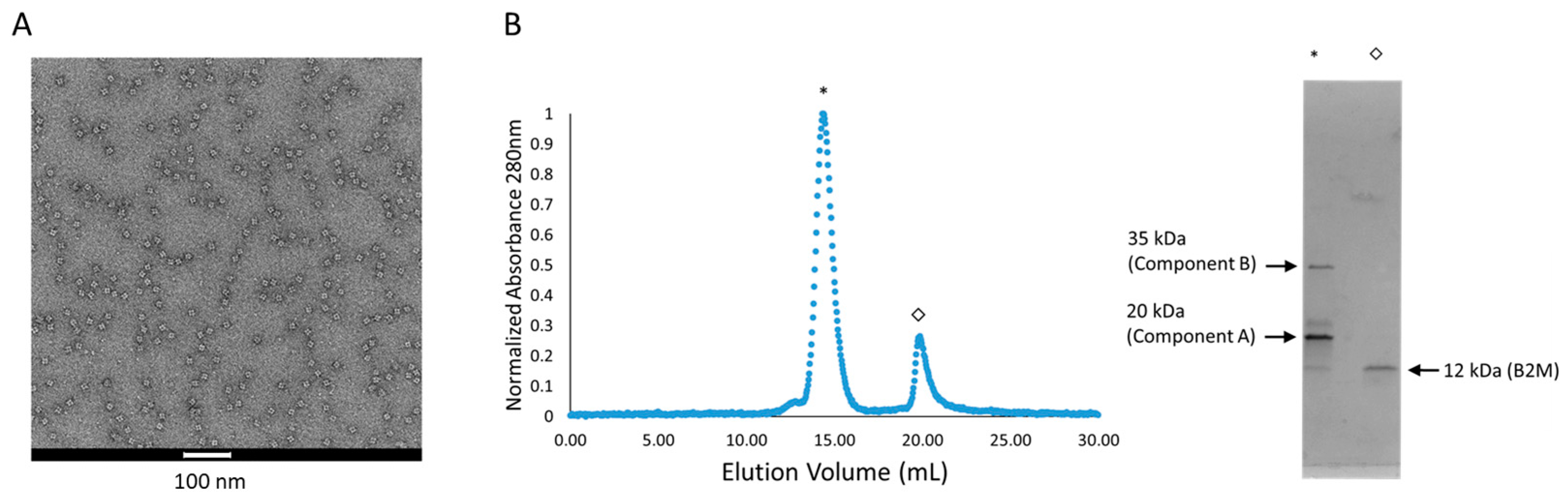 Biomolecules 13 01122 g003 Biomolecules 13 01122 g003