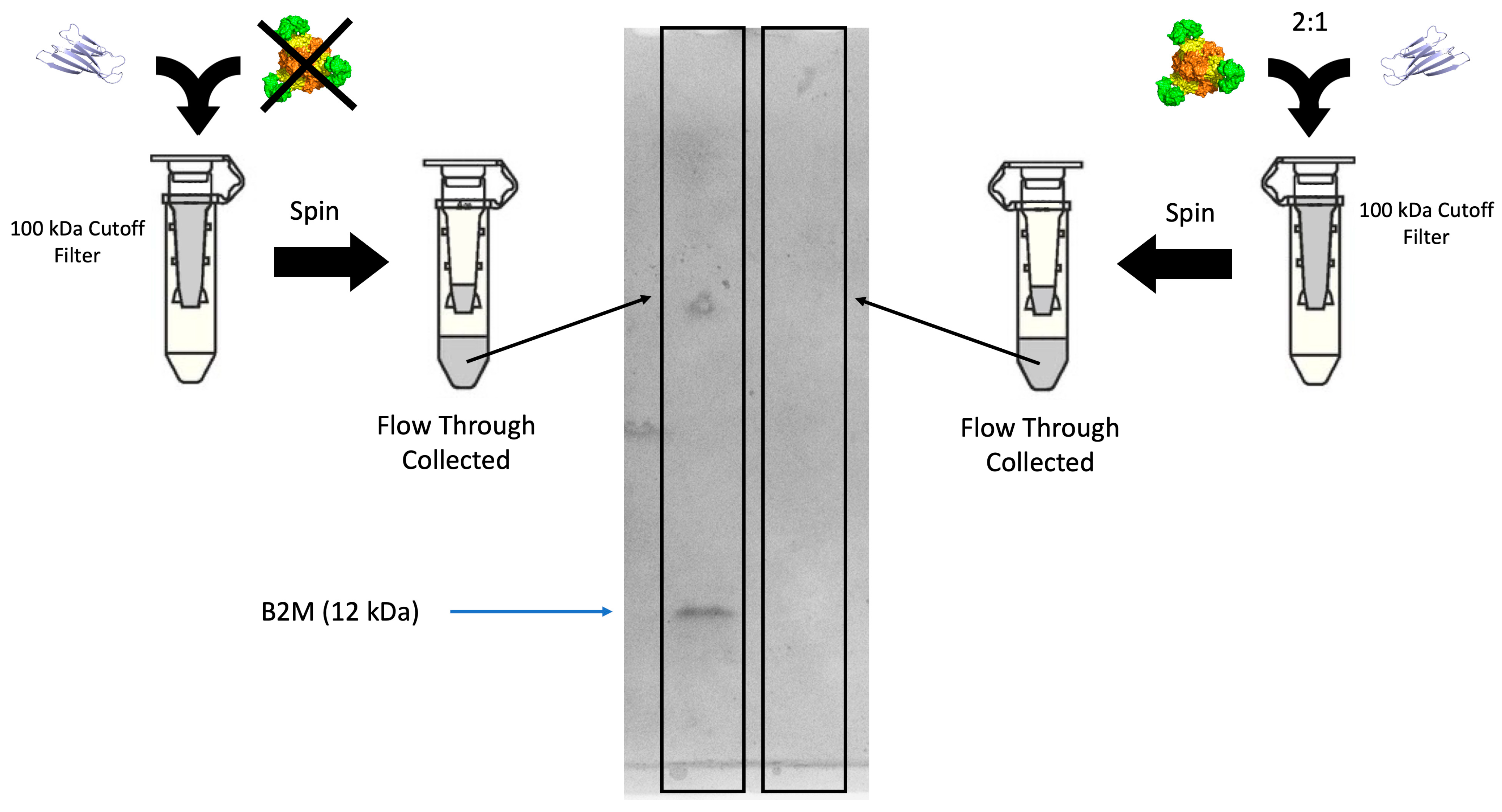 Biomolecules 13 01122 g004 Biomolecules 13 01122 g004