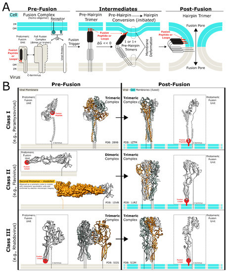 A Frame-by-Frame Glance at Membrane Fusion Mechanisms: From Viral ...