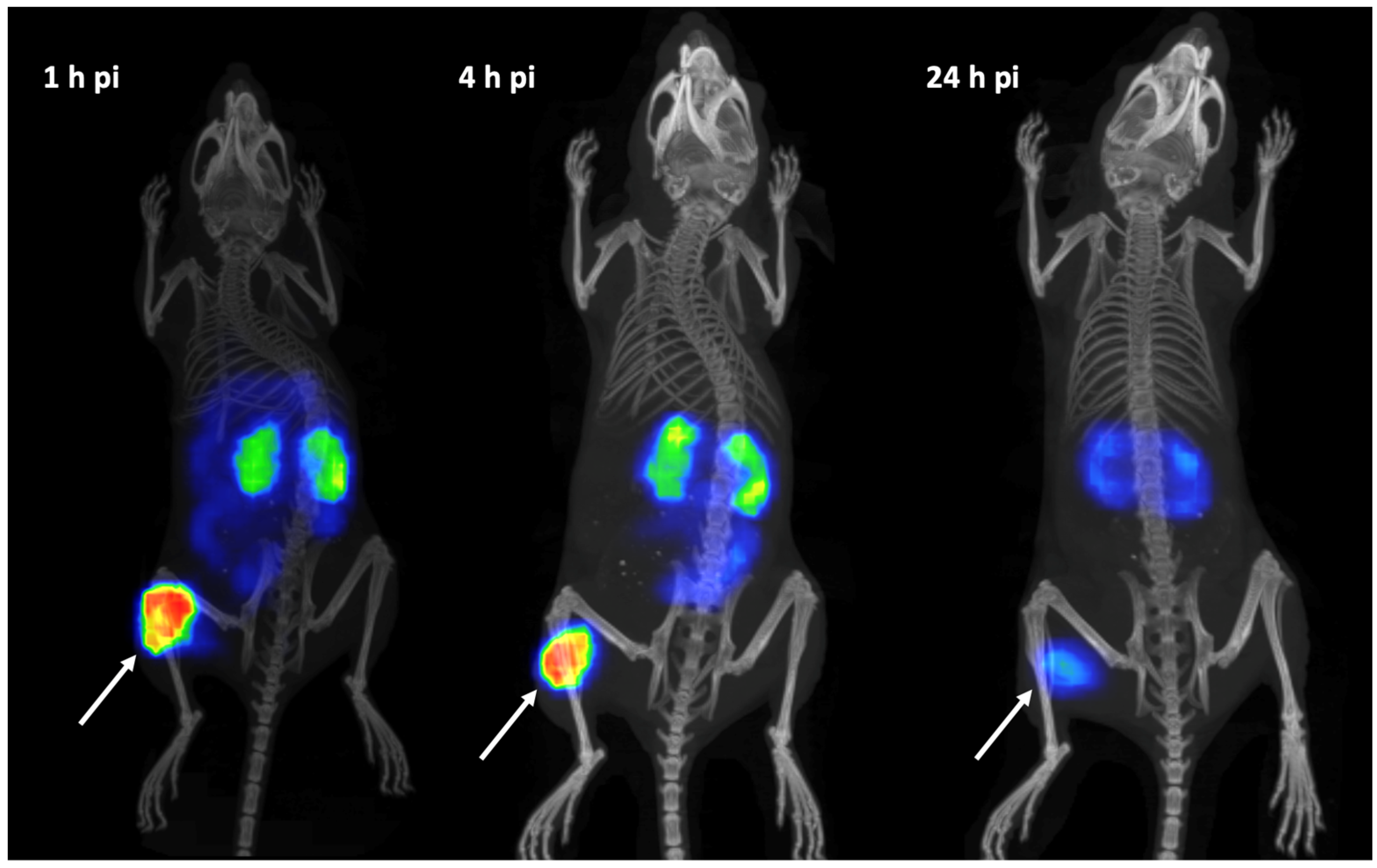 Biomolecules 13 01134 g009 Biomolecules 13 01134 g009