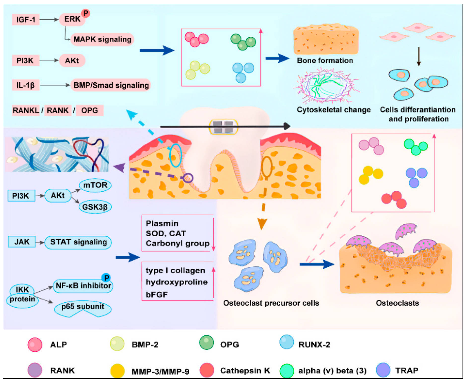 Biomolecules 13 01140 g003 Biomolecules 13 01140 g003