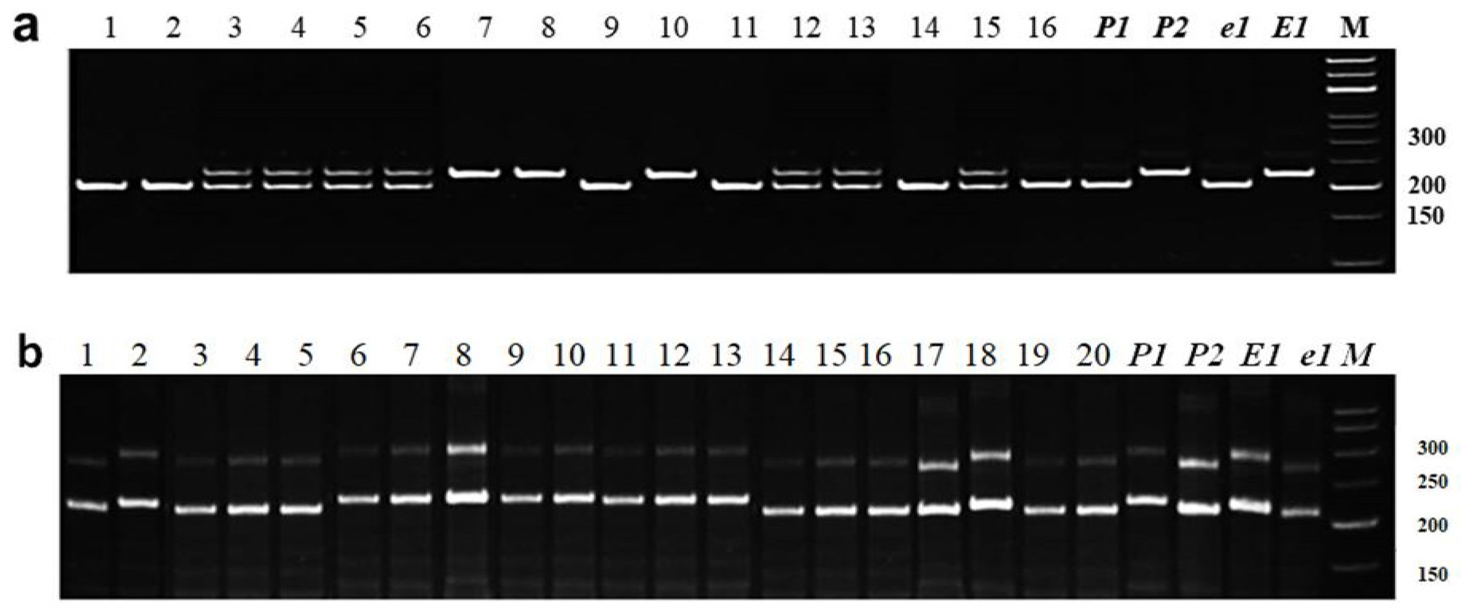 Biomolecules 13 01146 g001