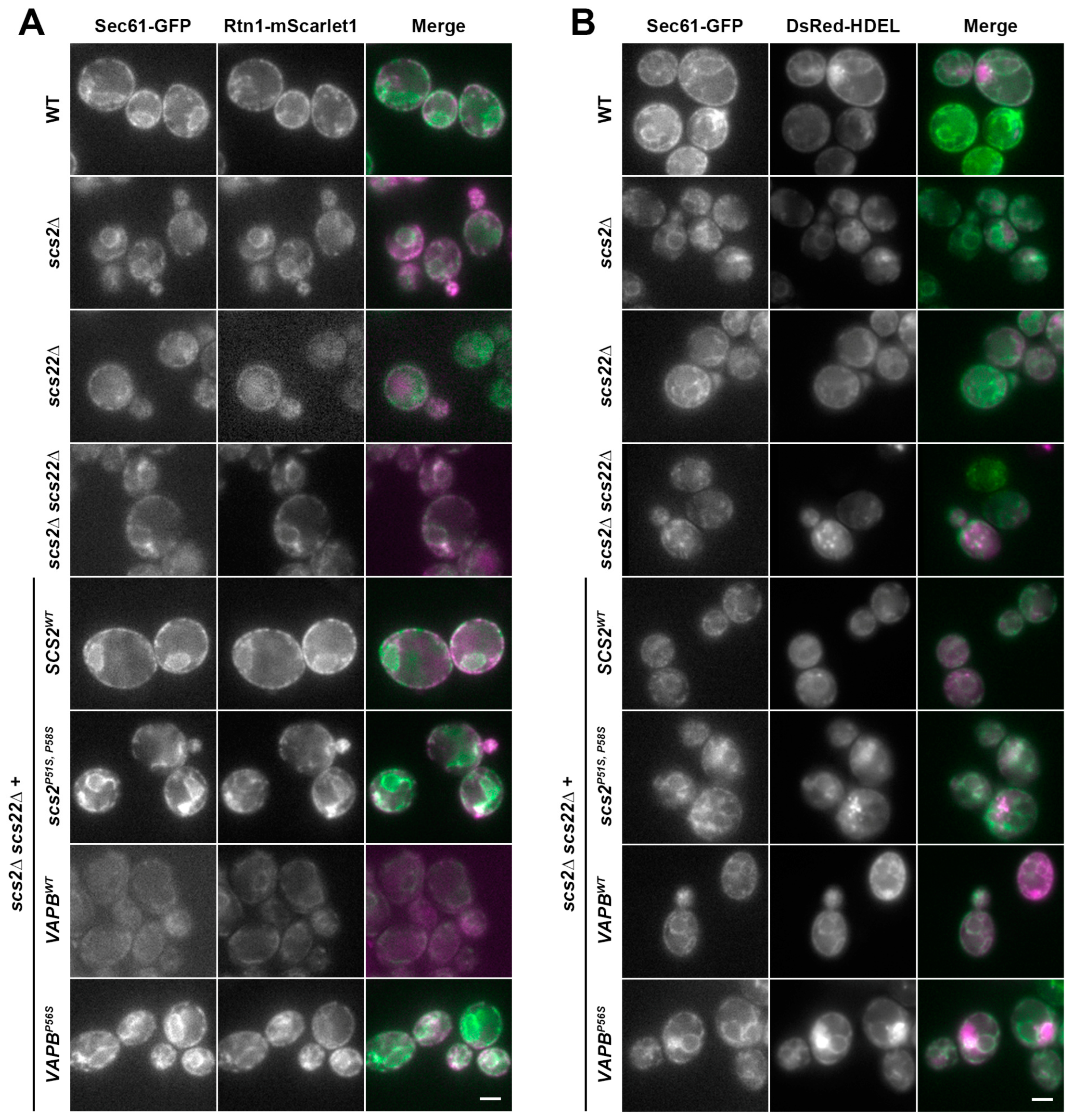 Biomolecules 13 01147 g004 Biomolecules 13 01147 g004