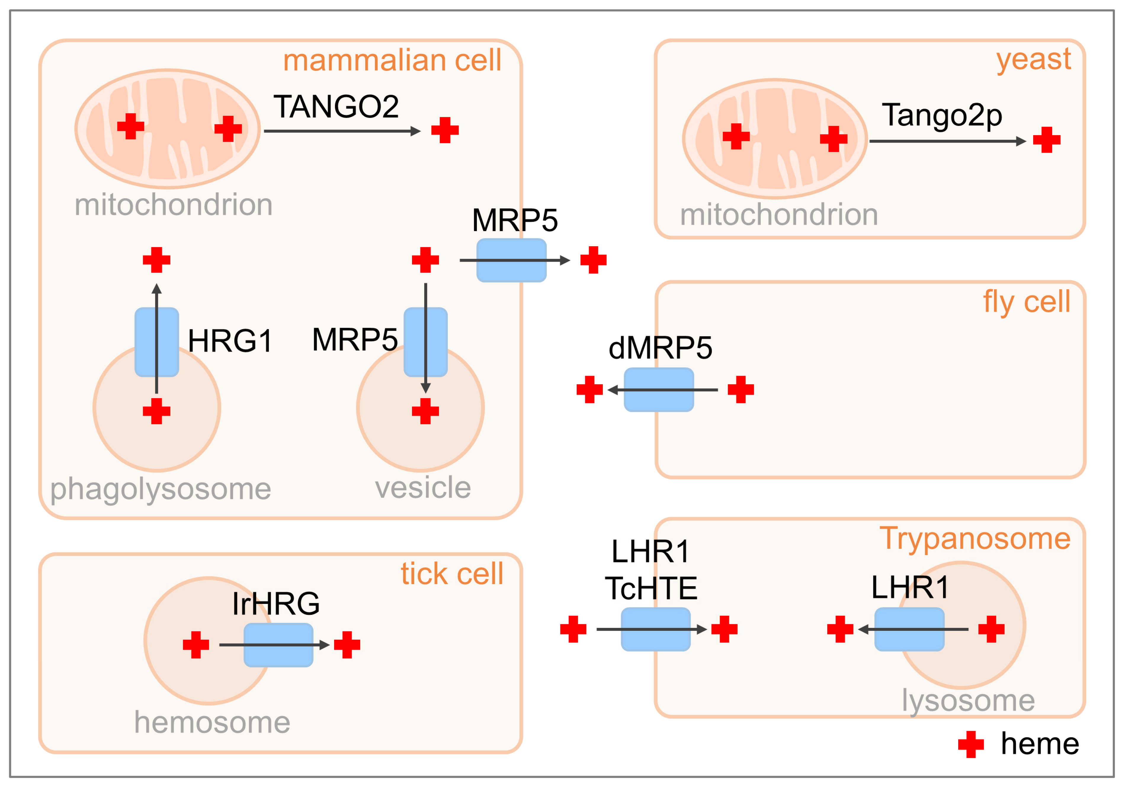 Biomolecules 13 01149 g002 Biomolecules 13 01149 g002