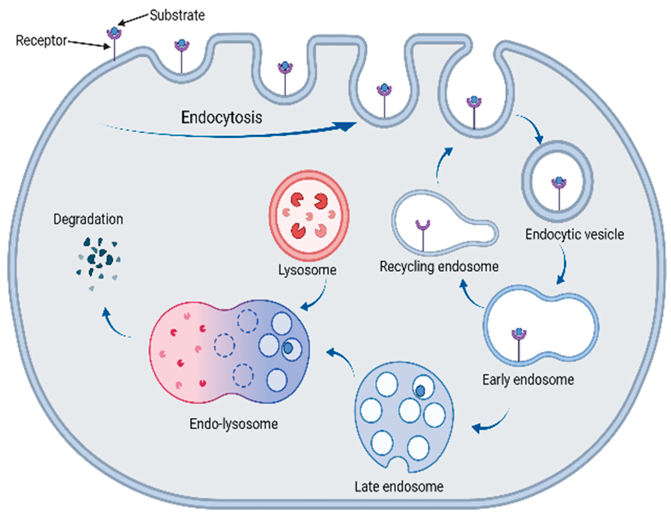 Biomolecules 13 01164 g013