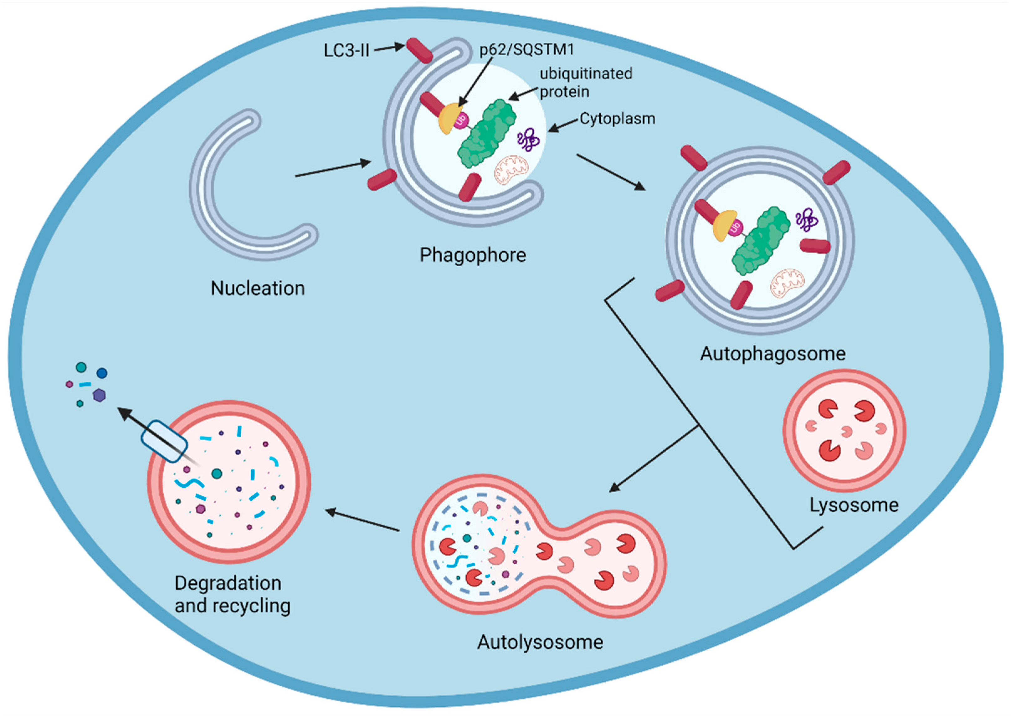 Biomolecules 13 01164 g014