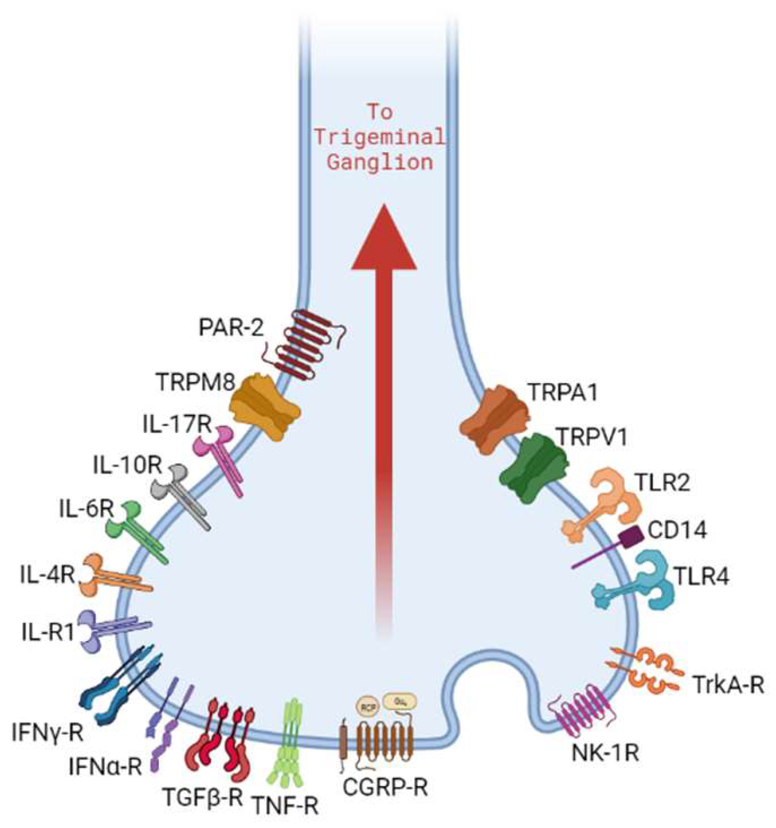 Nociceptor–Macrophage Interactions in Apical Periodontitis 