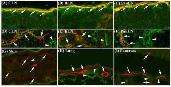 LFA-1/ICAM-1 Adhesion Pathway Mediates the Homeostatic