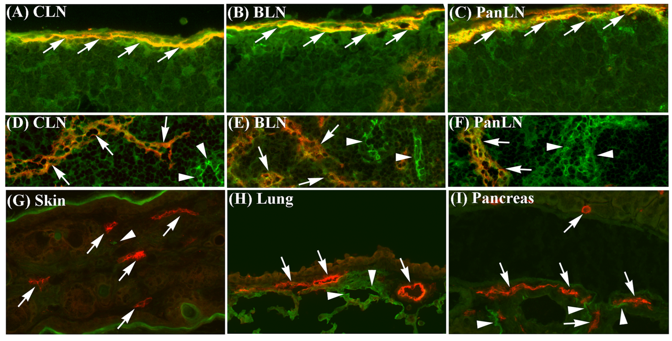 LFA-1/ICAM-1 Adhesion Pathway Mediates the Homeostatic LFA-1/ICAM-1 Adhesion Pathway Mediates the Homeostatic