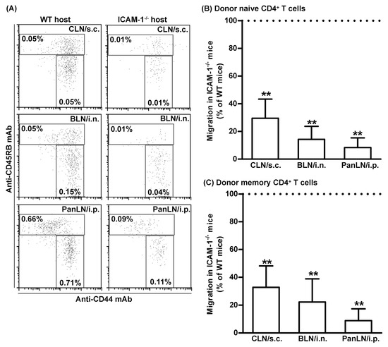 LFA-1/ICAM-1 Adhesion Pathway Mediates the Homeostatic LFA-1/ICAM-1 Adhesion Pathway Mediates the Homeostatic