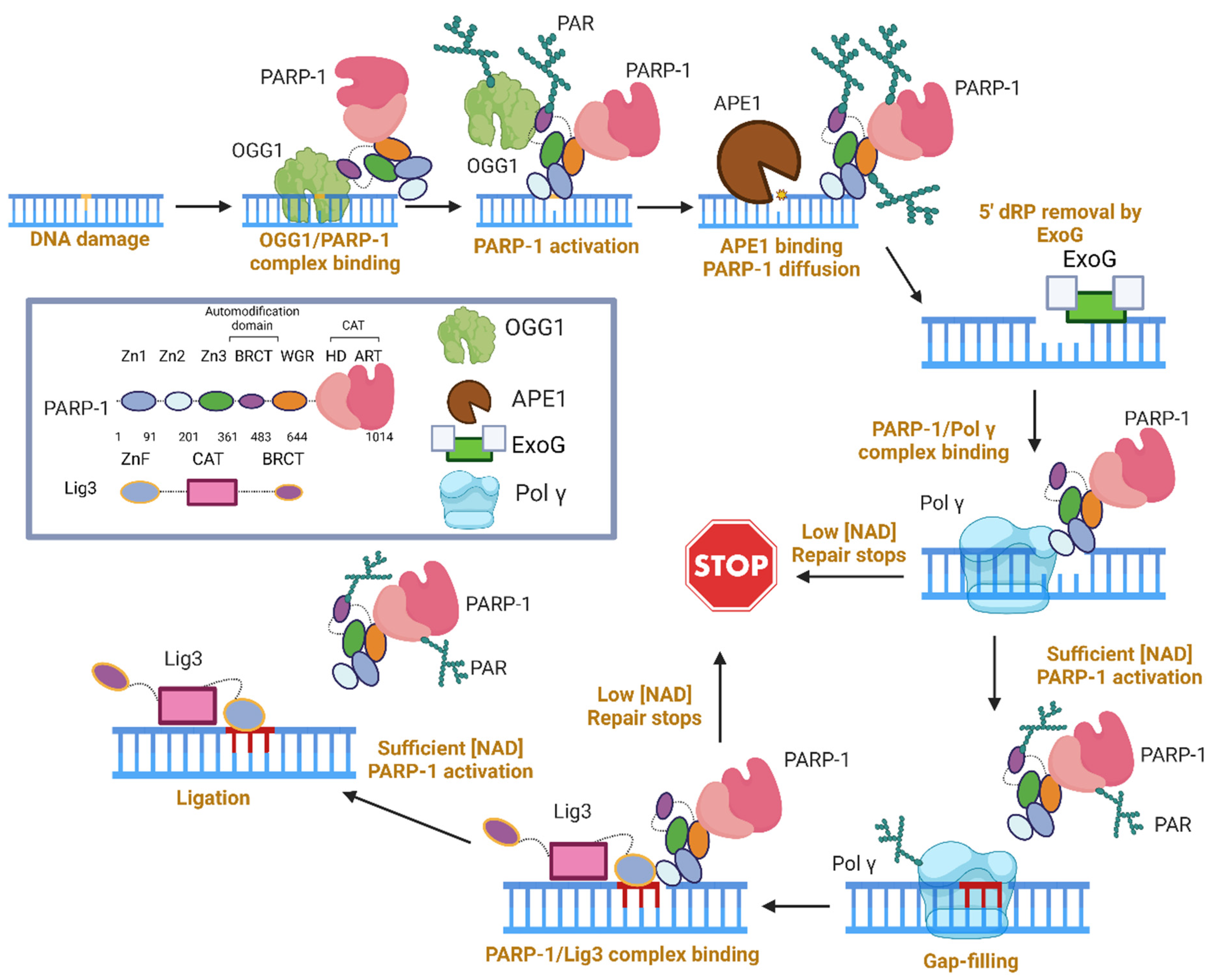 Biomolecules 13 01195 g004