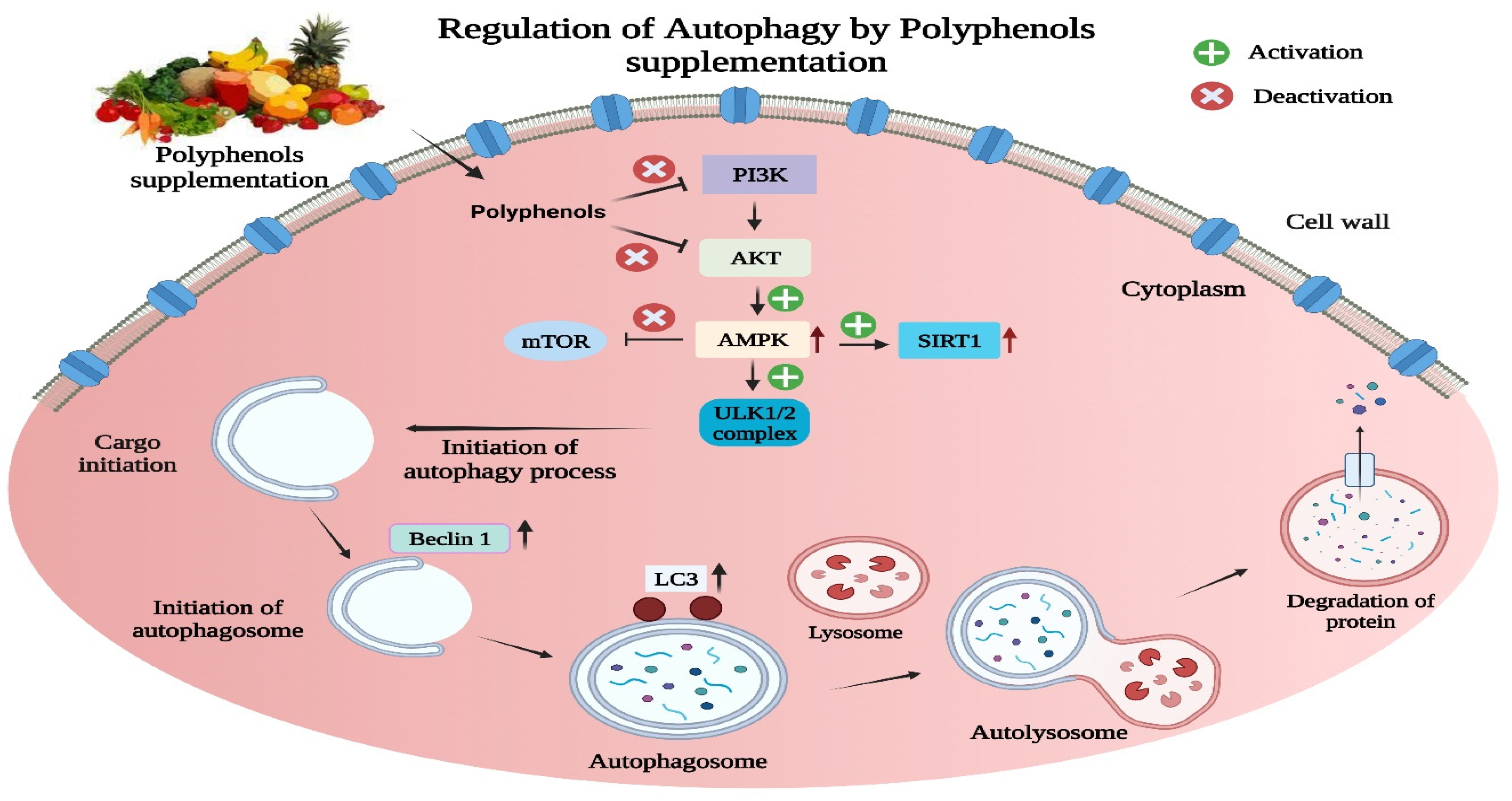 Biomolecules 13 01196 g004 Biomolecules 13 01196 g004