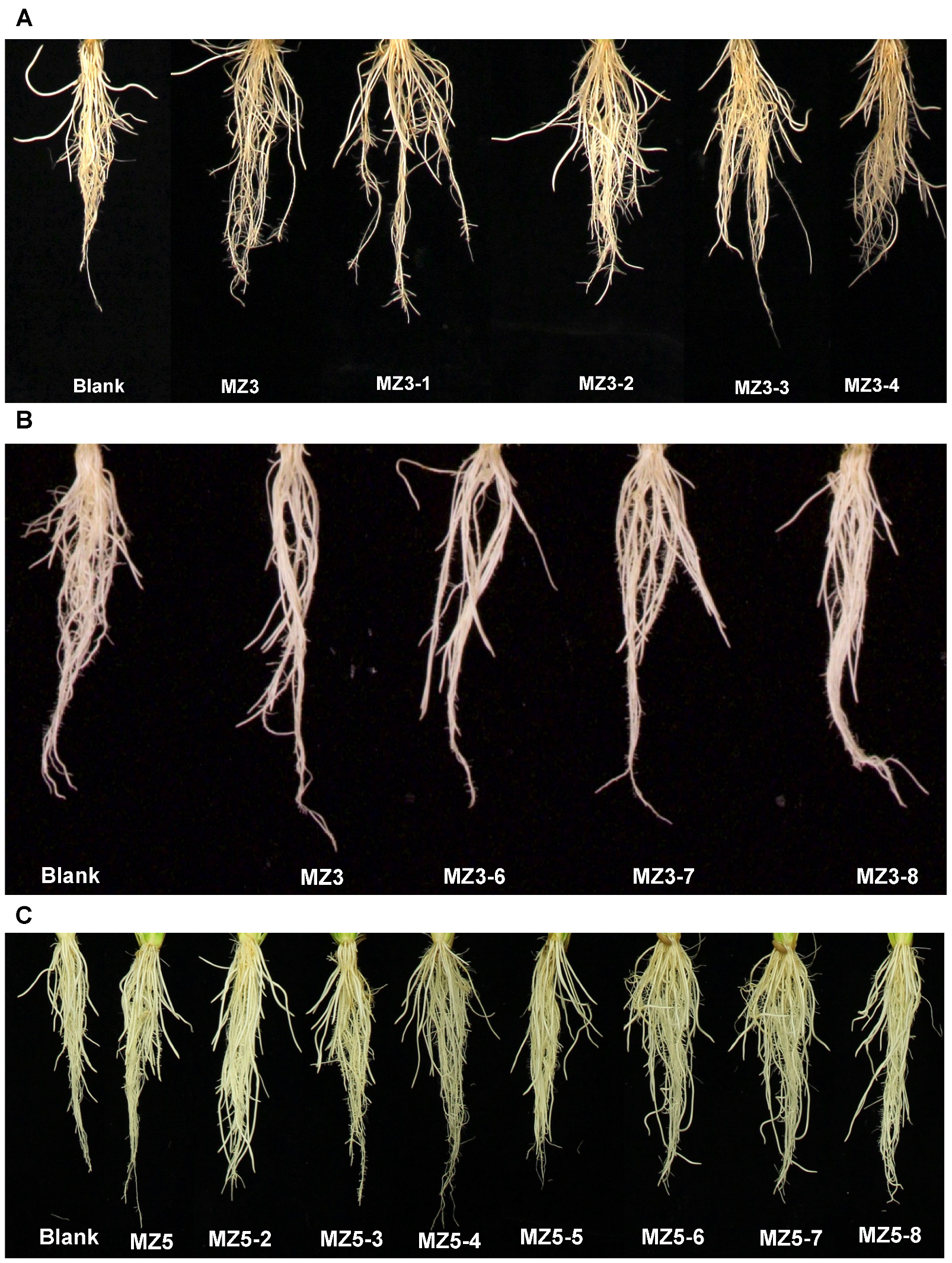 Biomolecules 13 01206 g007 Biomolecules 13 01206 g007
