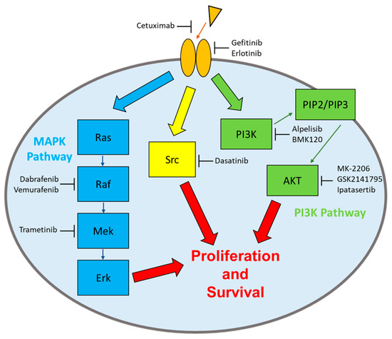 Study provides new look at why rare cancer often evades treatments