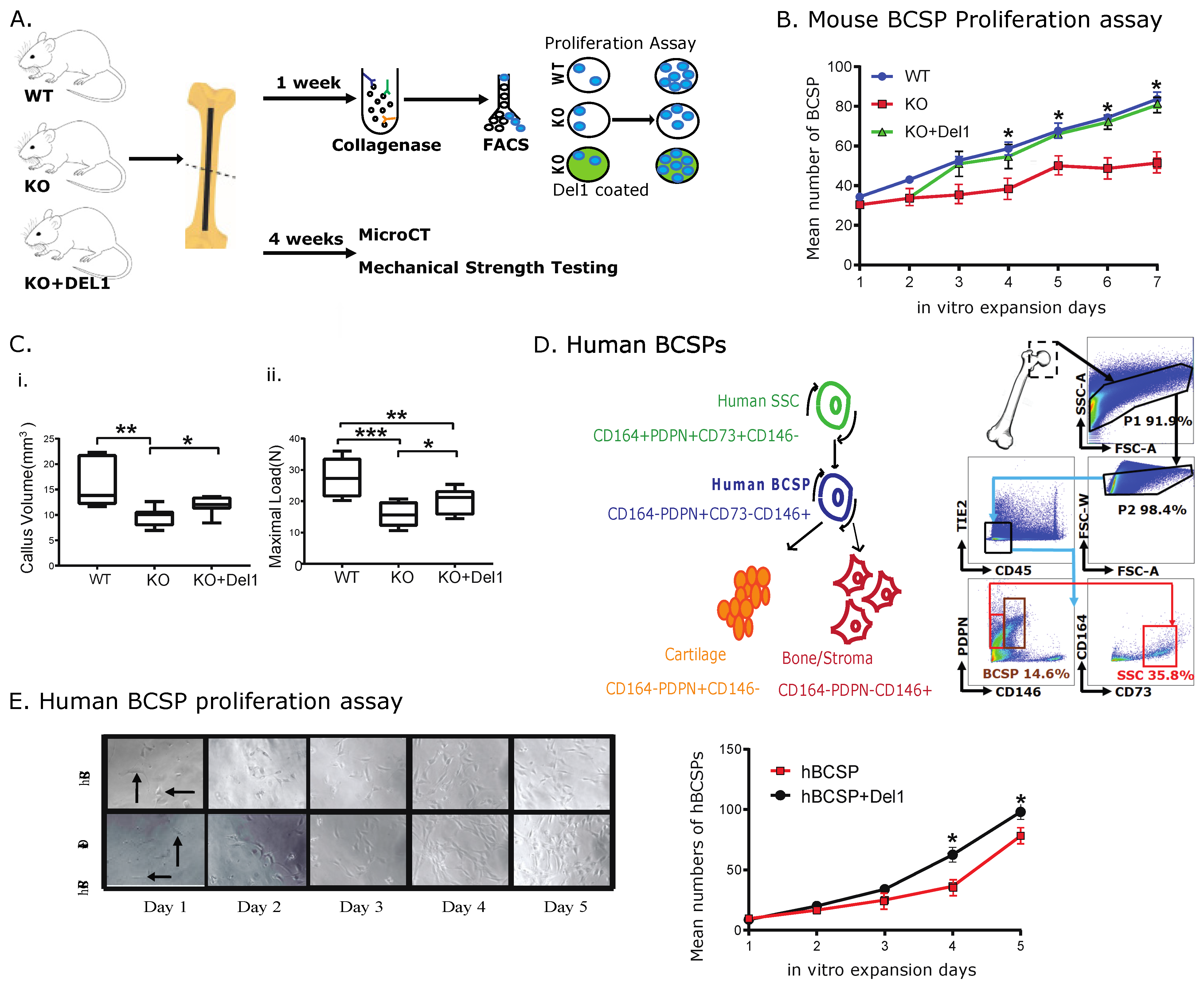 Biomolecules 13 01214 g004 Biomolecules 13 01214 g004